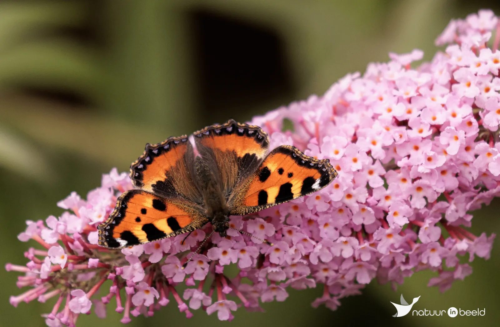 Kleine vos — natuurfoto van Vancluysen Cedric
