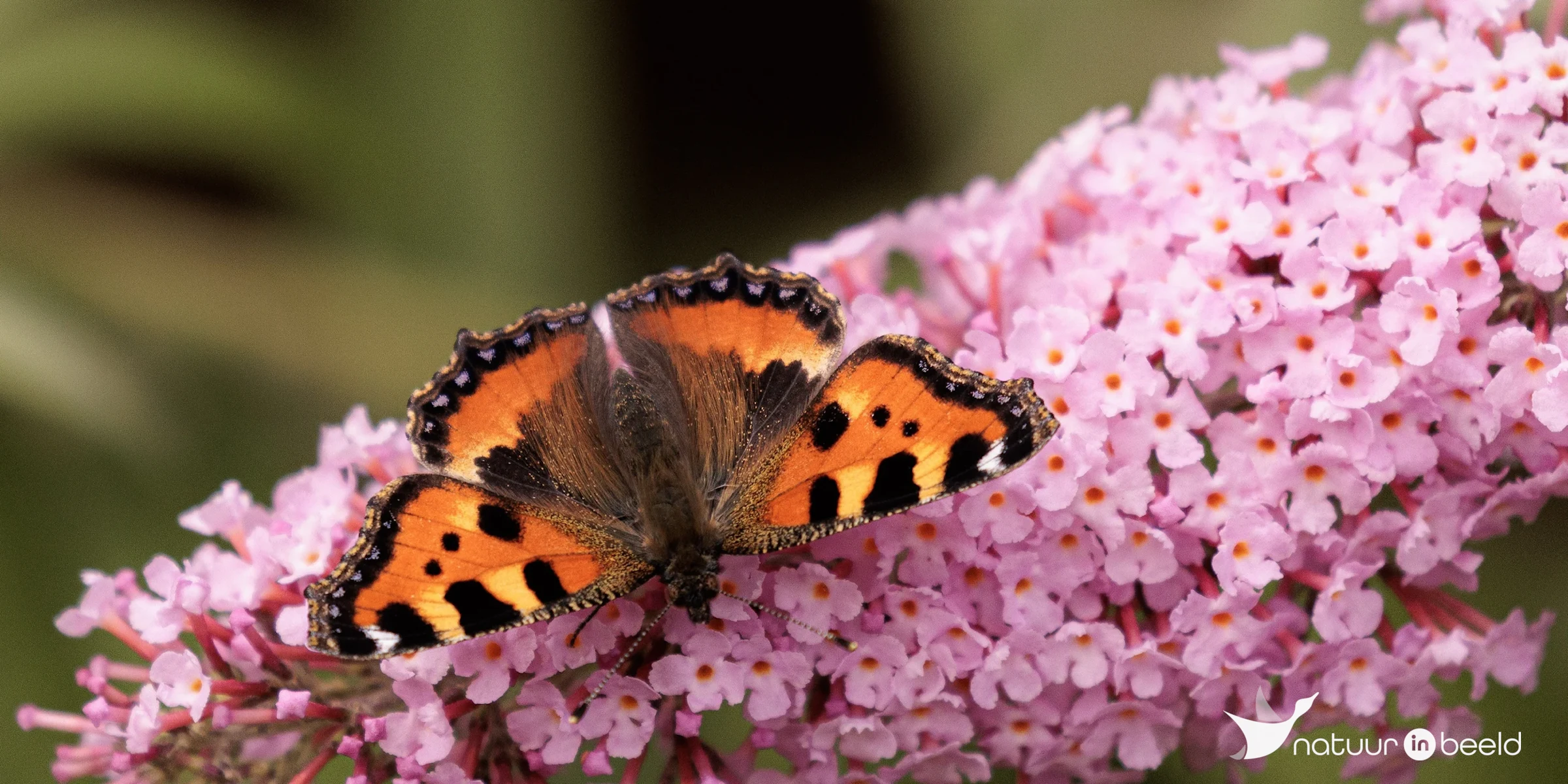 Kleine vos — natuurfoto van Vancluysen Cedric