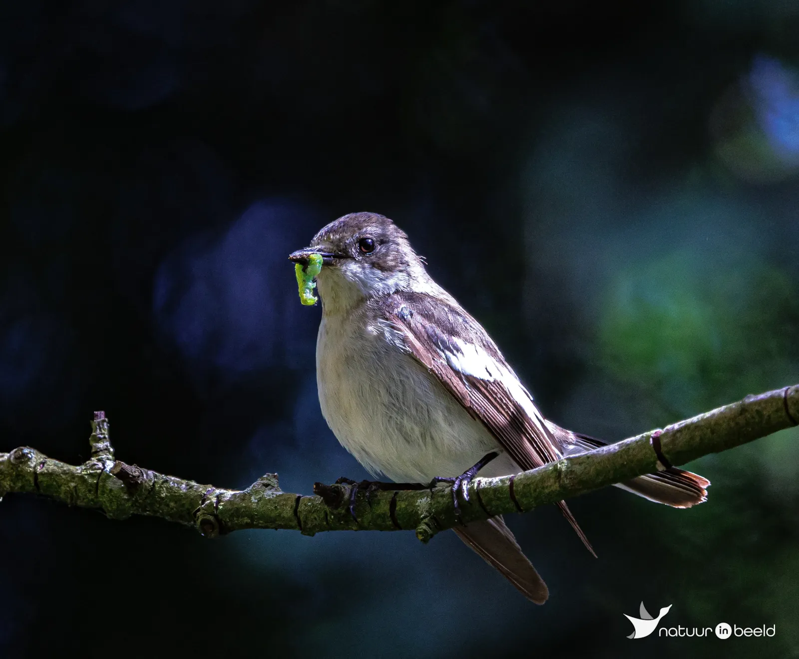 Bonte vliegenvanger — natuurfoto van Vancluysen Cedric
