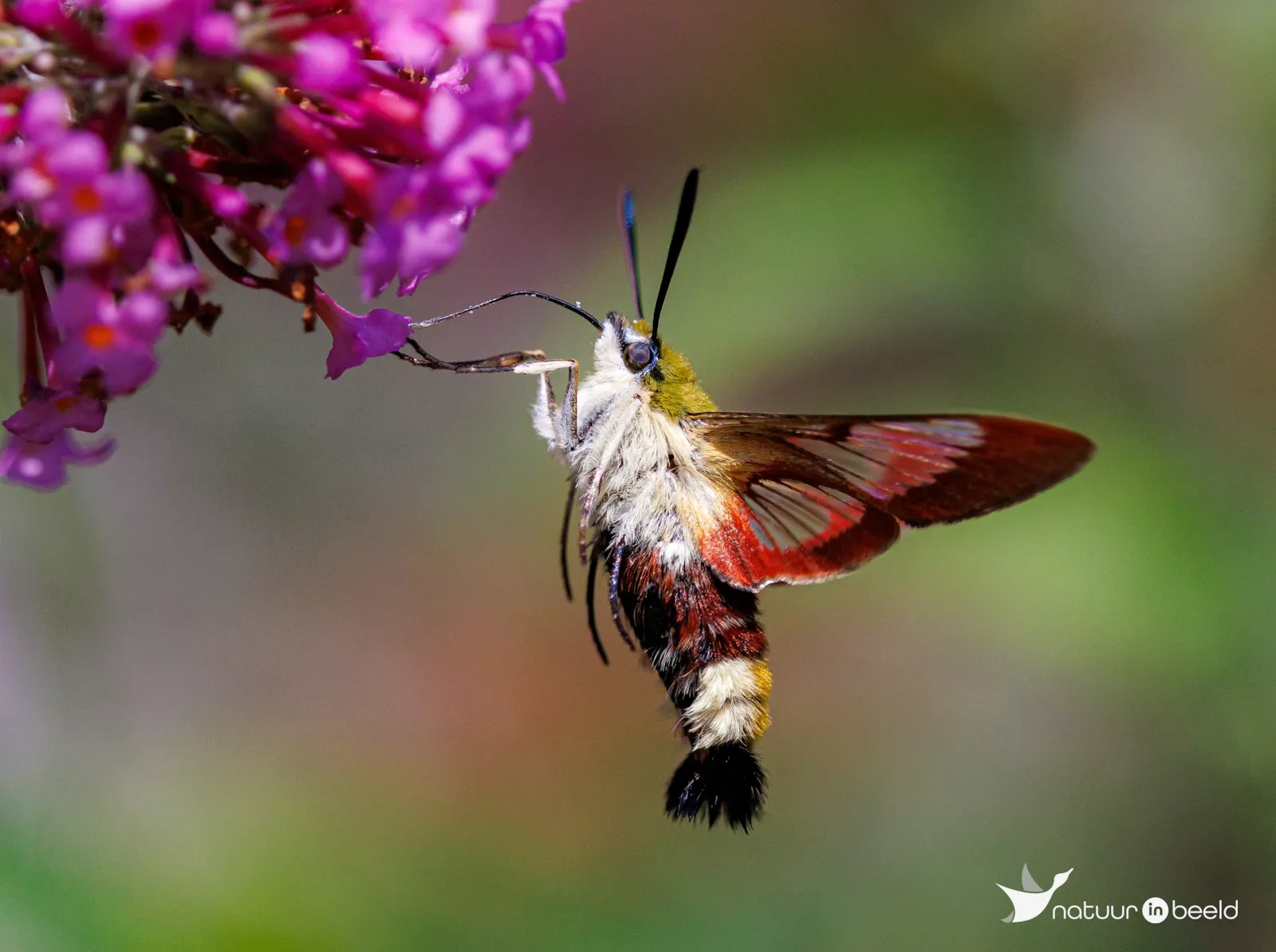 Glasvleugelpijlstaart vlinder — natuurfoto van Vancluysen Cedric