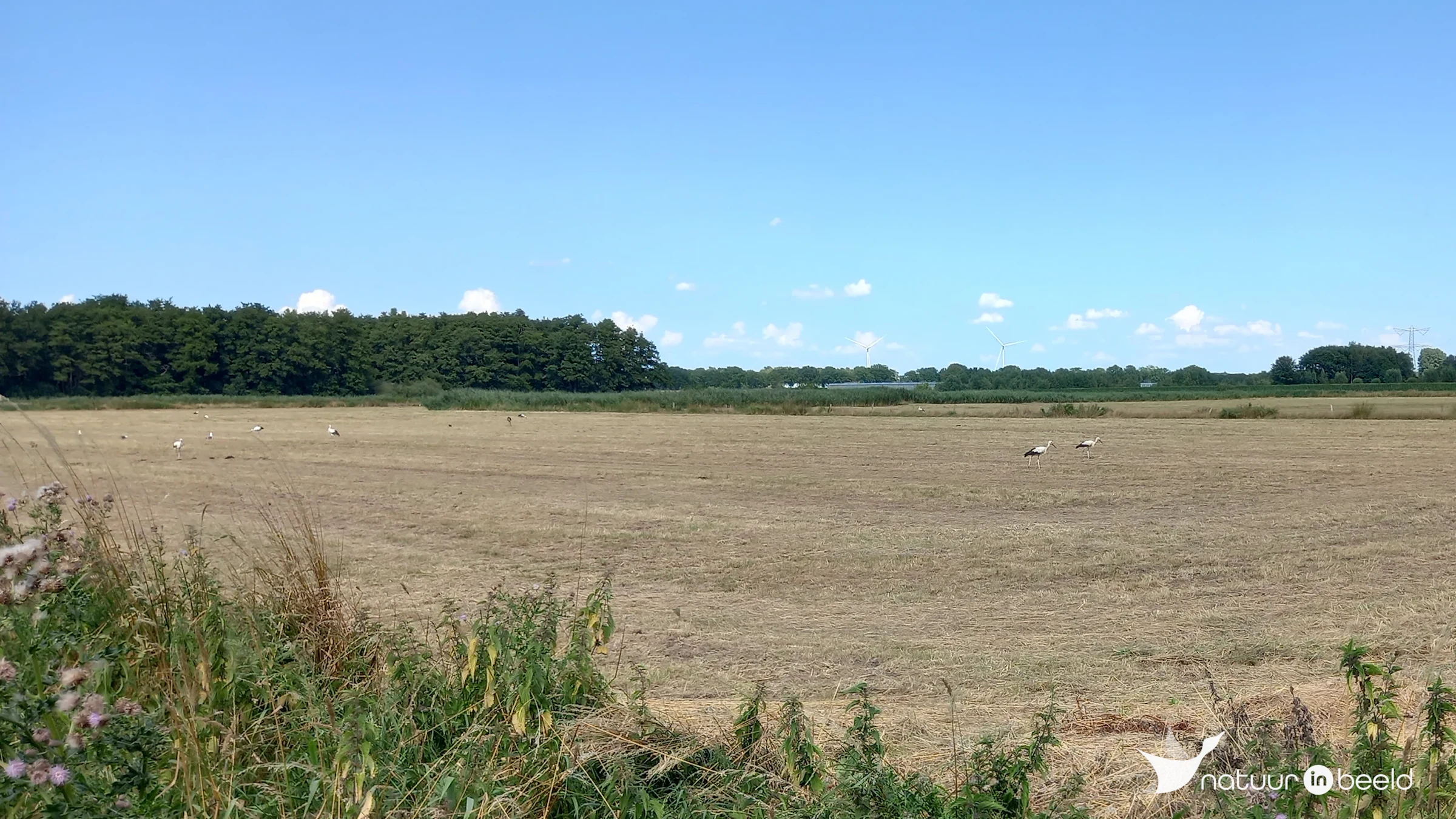 Ooievaars nabij Zwartenbergse Molen — natuurfoto van Wim Blankers