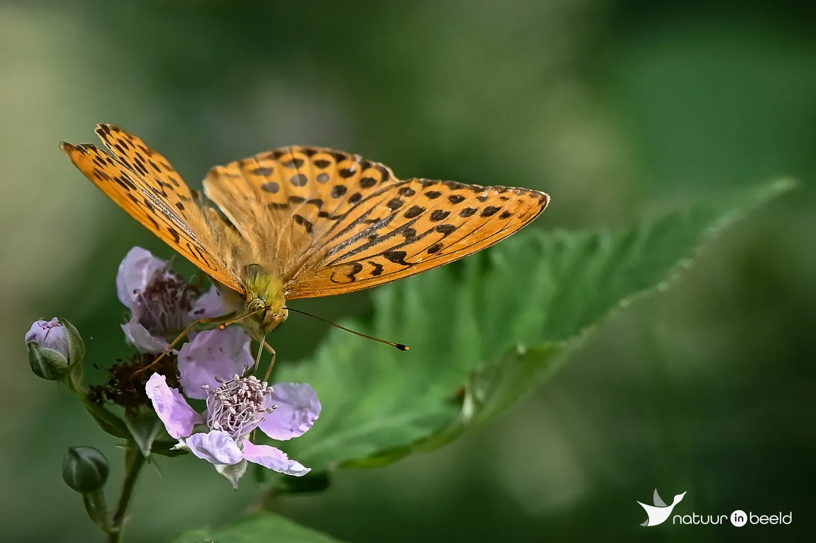 Keizersmantel — natuurfoto van Yvonne van der Meij