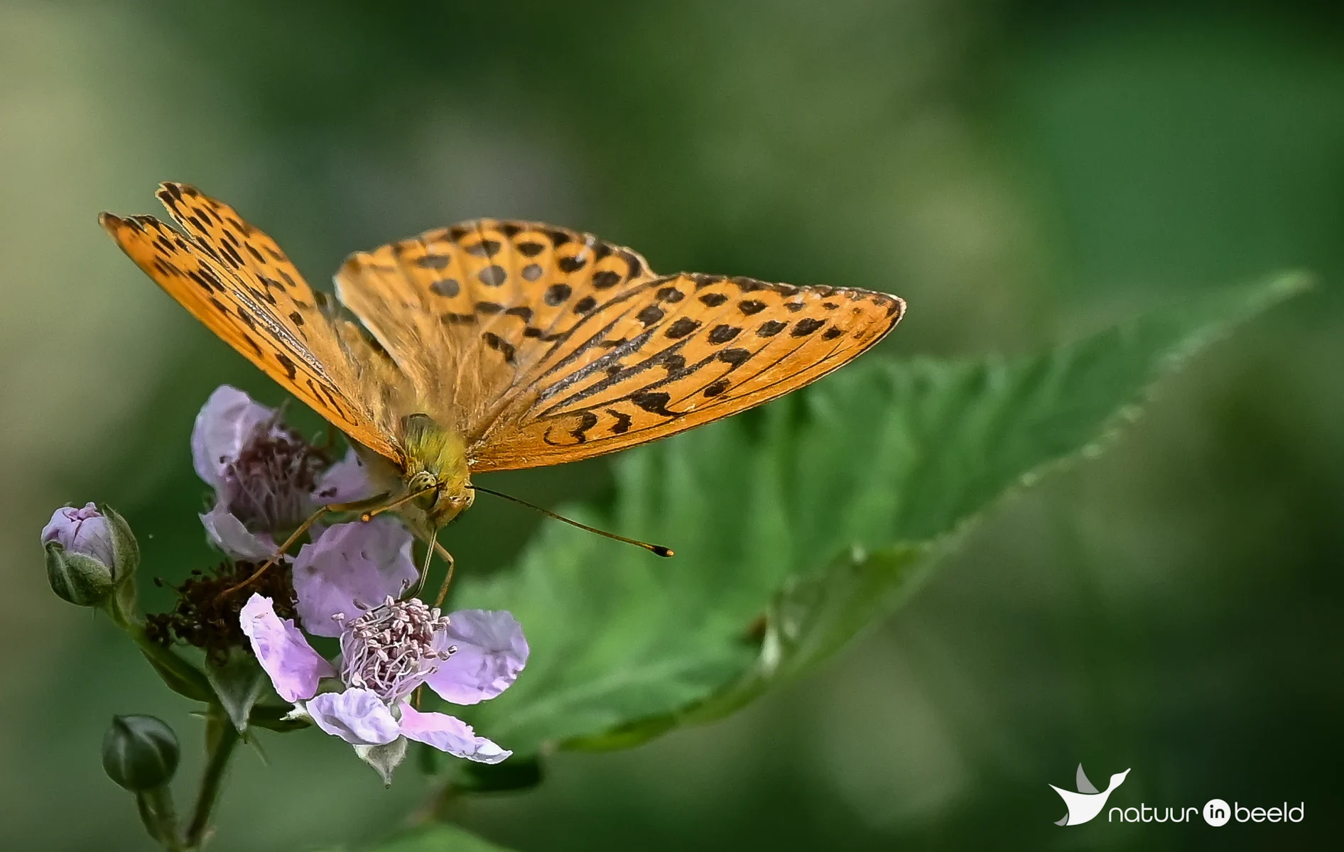 Keizersmantel — natuurfoto van Yvonne van der Meij