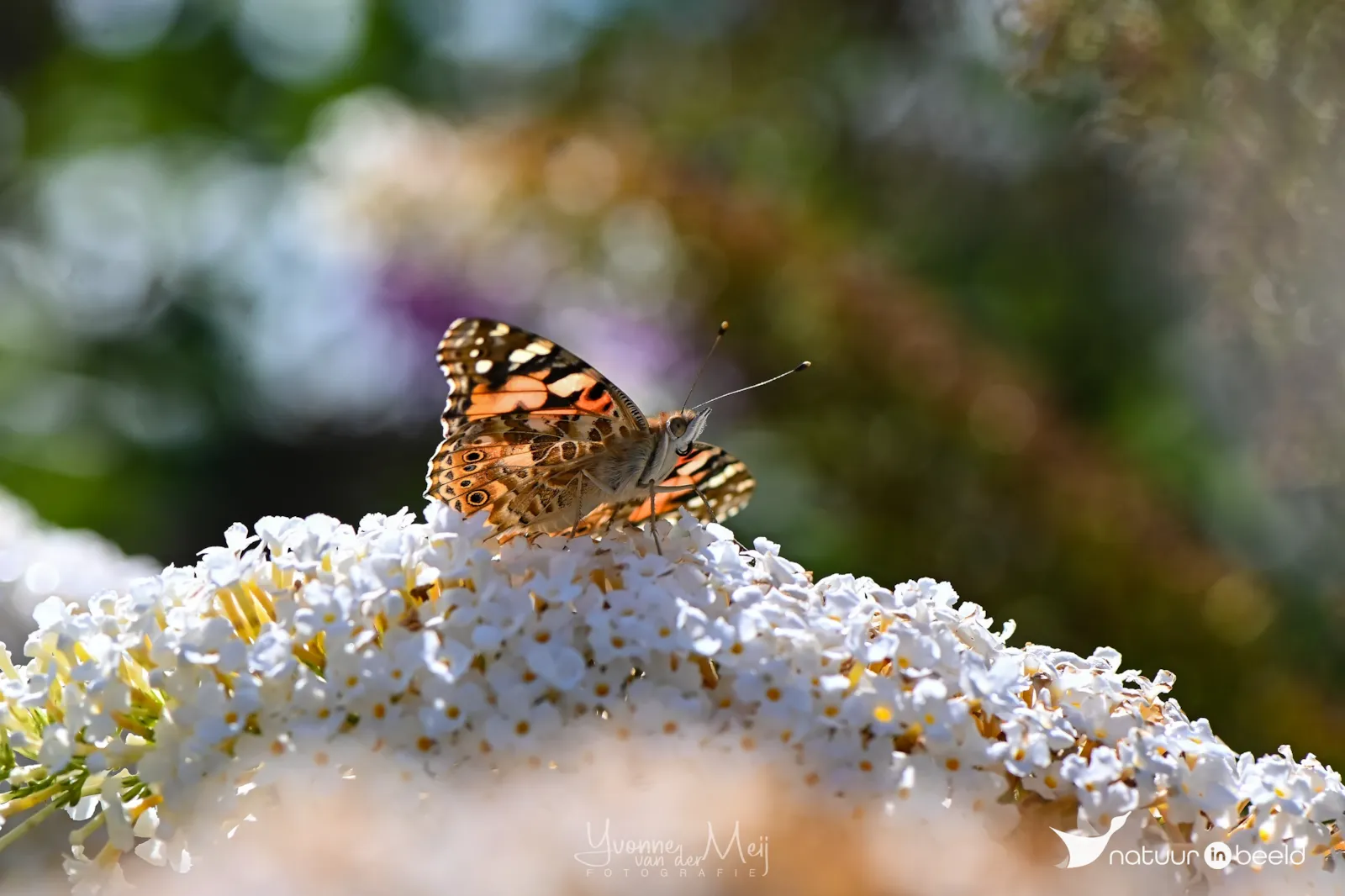 Distelvlinder op witte vlinderstruik — natuurfoto van Yvonne van der Meij