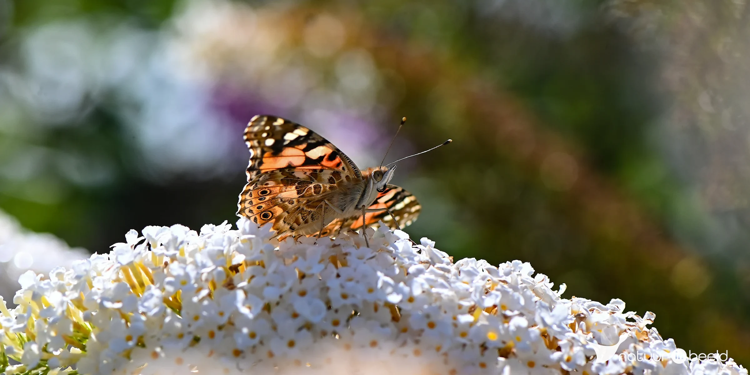 Distelvlinder op witte vlinderstruik — natuurfoto van Yvonne van der Meij