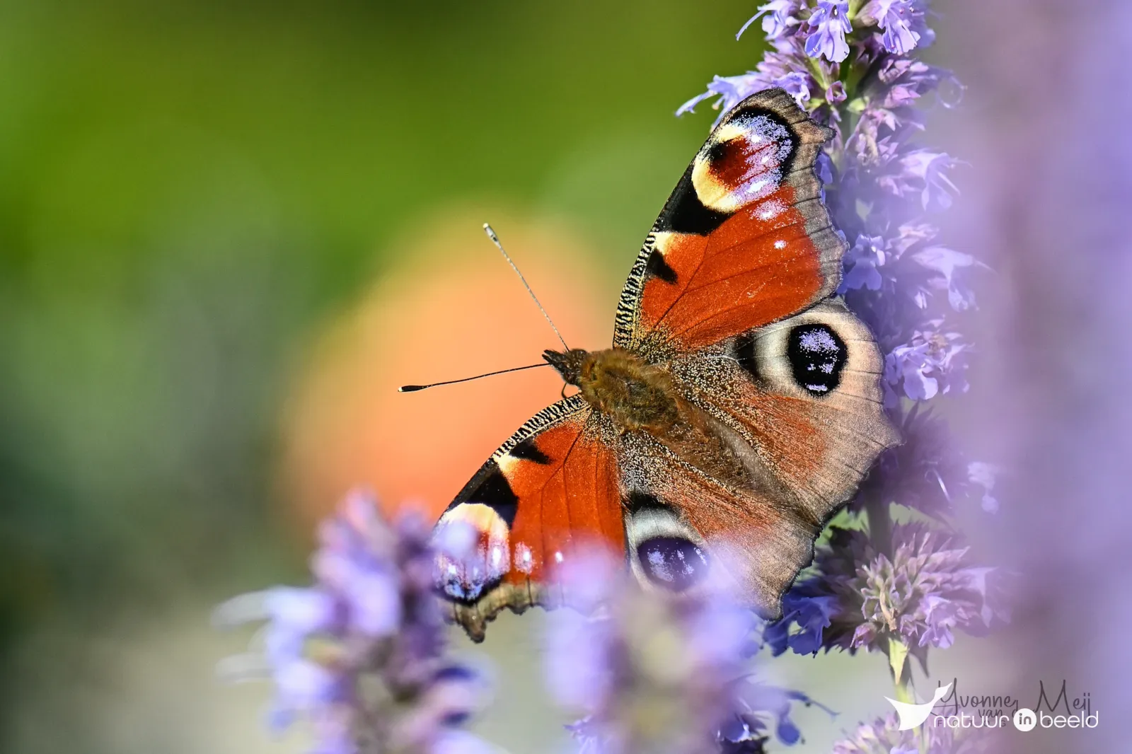 Dagpauwoog — natuurfoto van Yvonne van der Meij