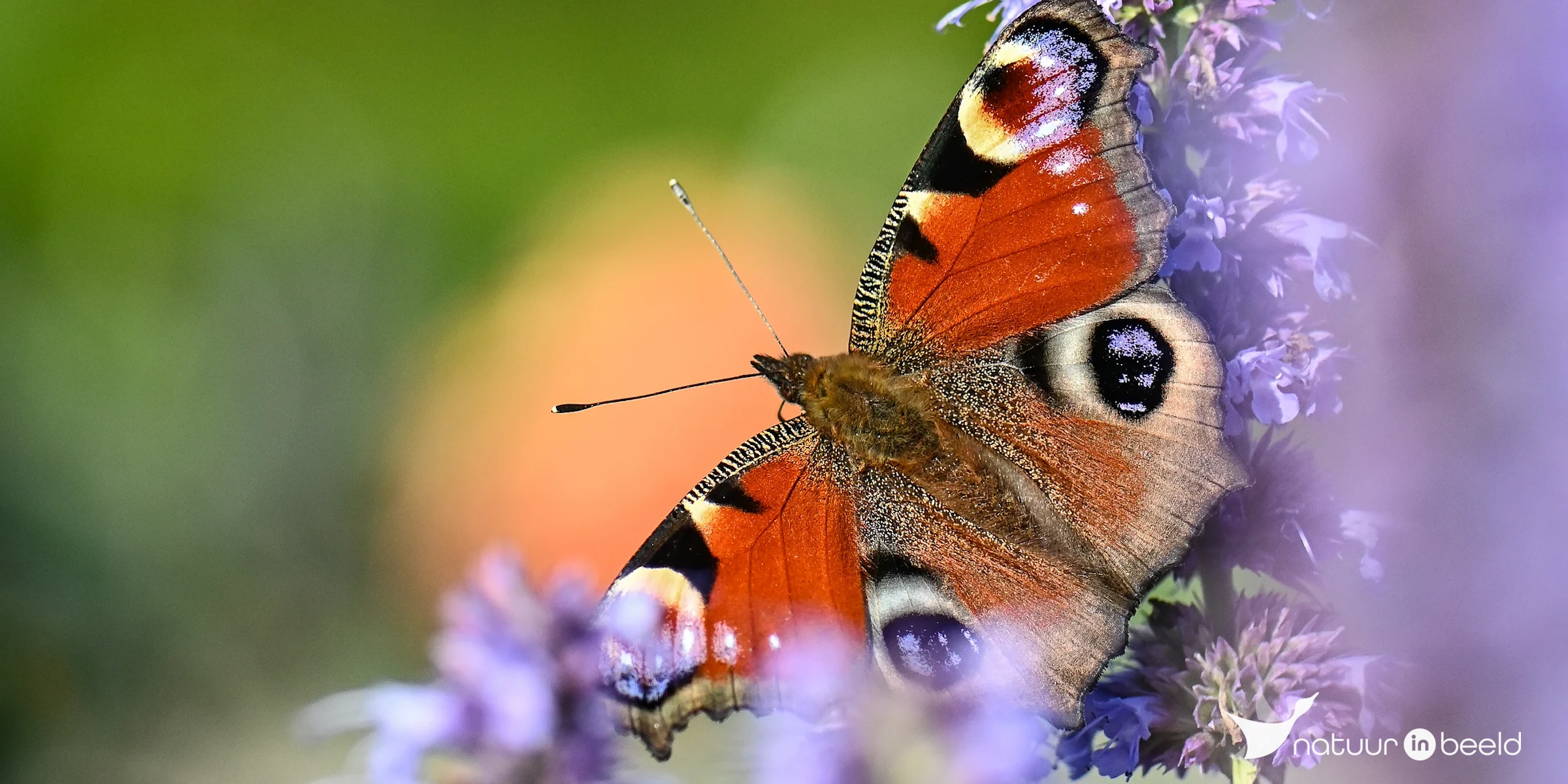 Dagpauwoog — natuurfoto van Yvonne van der Meij