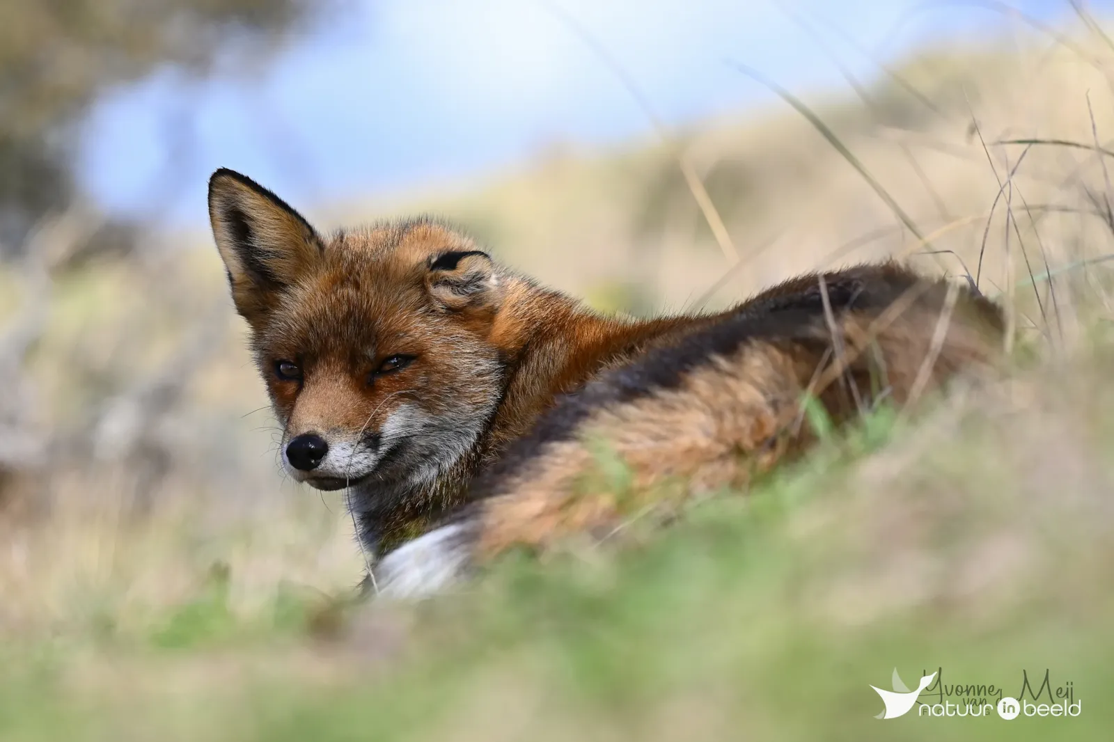 Rode vos op een warme dag in de schaduw — natuurfoto van Yvonne van der Meij