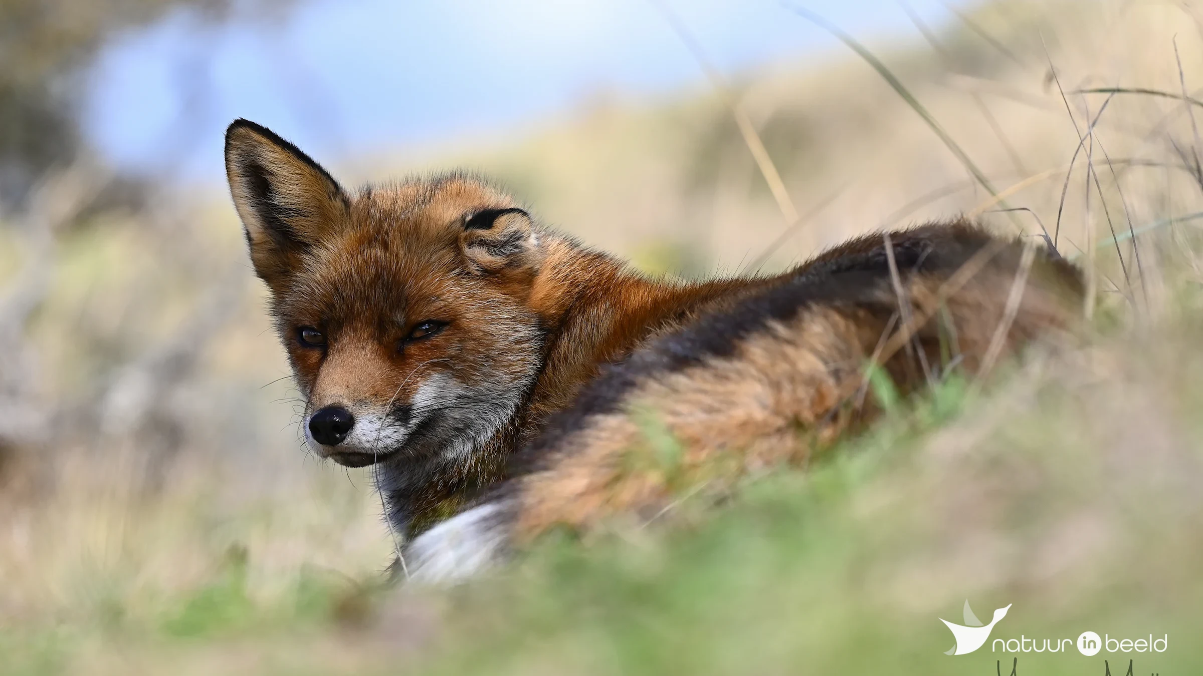 Rode vos op een warme dag in de schaduw — natuurfoto van Yvonne van der Meij