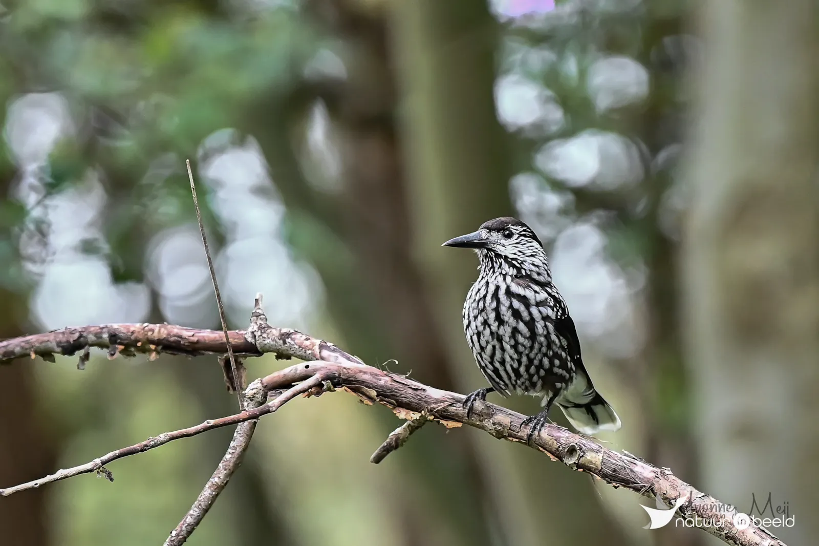 Notenkraker — natuurfoto van Yvonne van der Meij