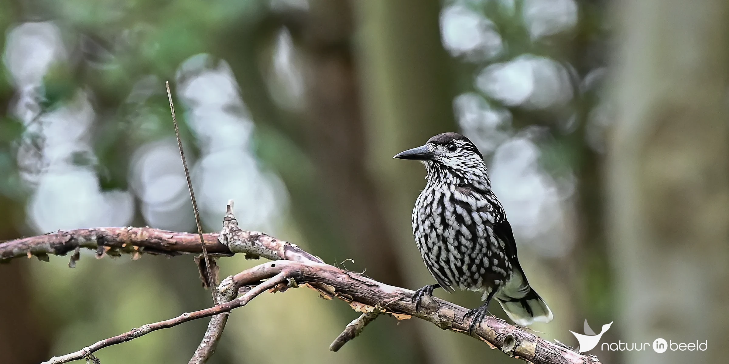 Notenkraker — natuurfoto van Yvonne van der Meij