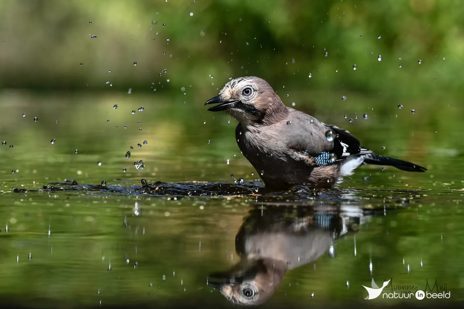 Gaai — natuurfoto van Yvonne van der Meij