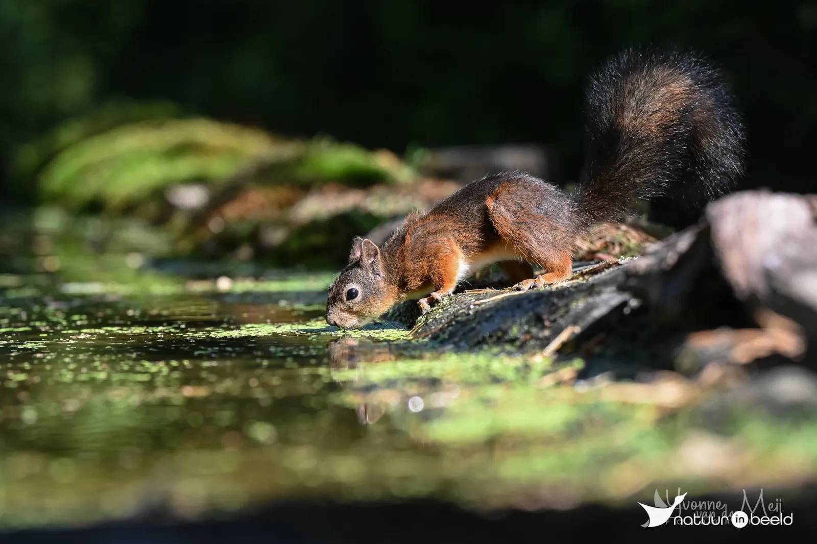 Eekhoorn — natuurfoto van Yvonne van der Meij