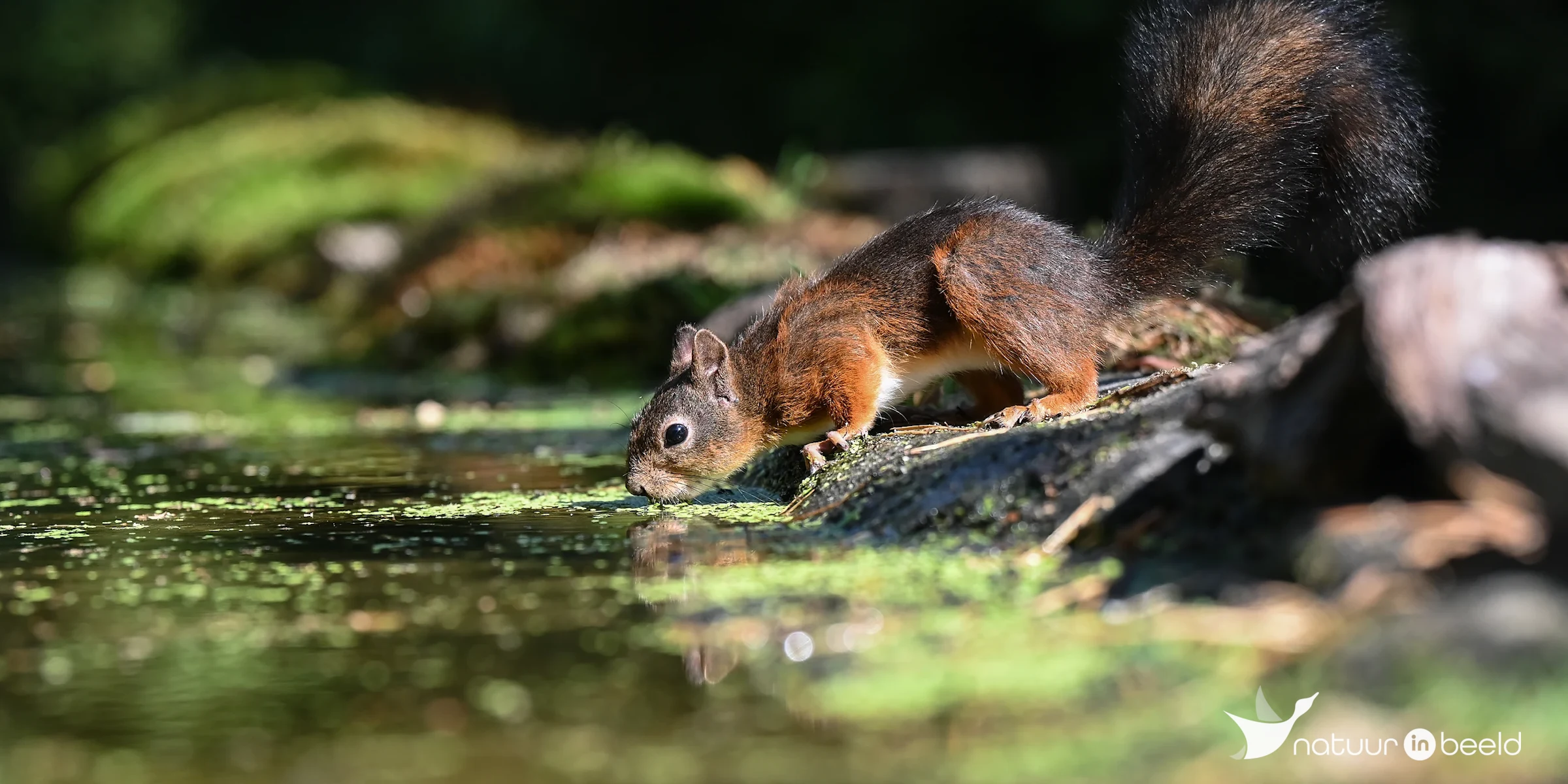 Eekhoorn — natuurfoto van Yvonne van der Meij