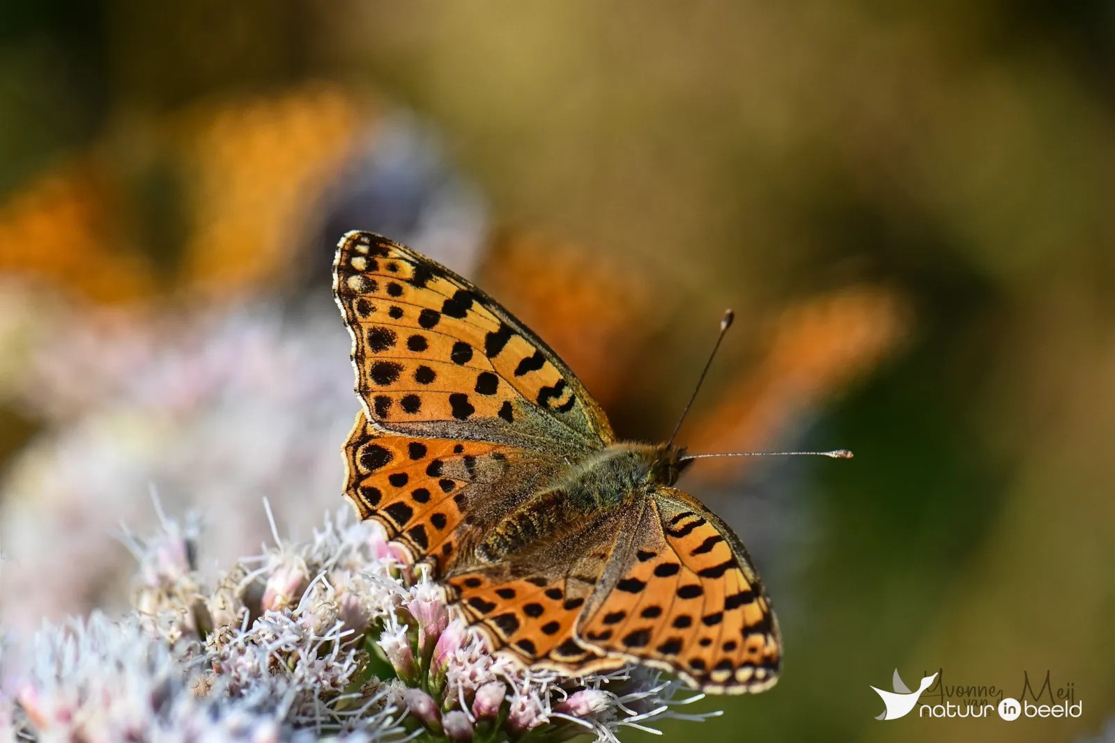 Kleine parelmoervlinder — natuurfoto van Yvonne van der Meij