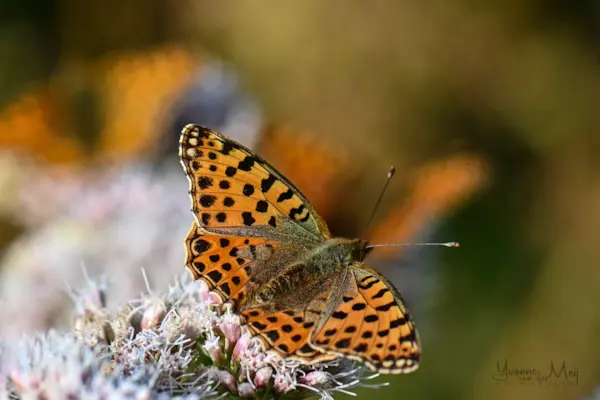 Kleine parelmoervlinder