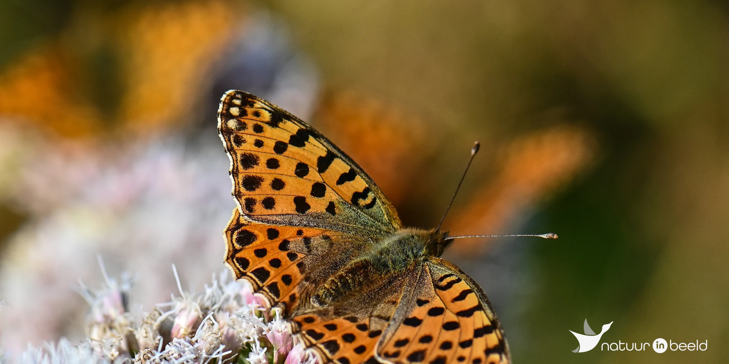 Kleine parelmoervlinder — natuurfoto van Yvonne van der Meij
