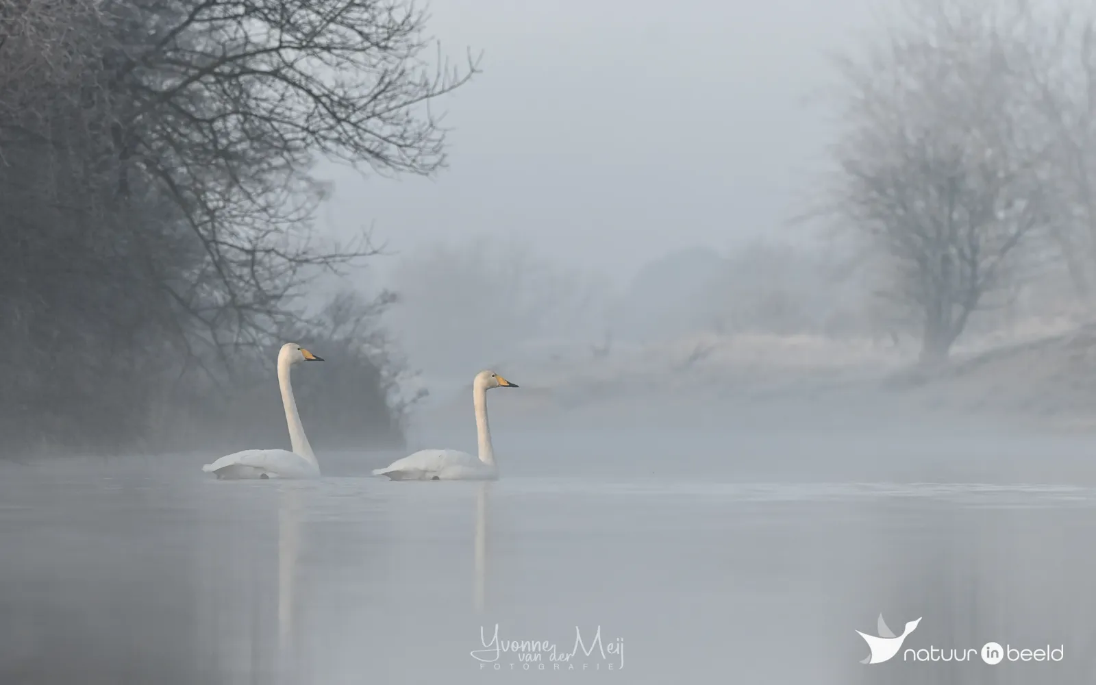 Wilde zwanen in de mist — natuurfoto van Yvonne van der Meij