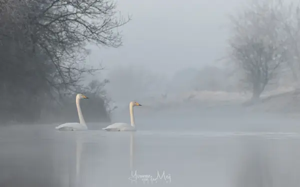 Wilde zwanen in de mist
