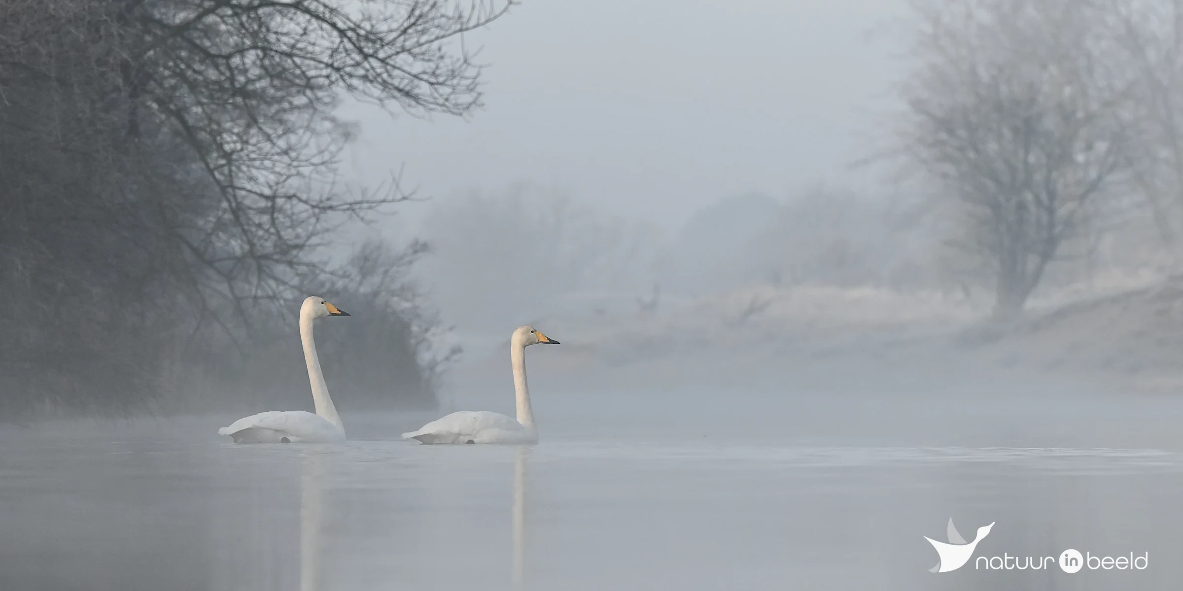 Wilde zwanen in de mist — natuurfoto van Yvonne van der Meij