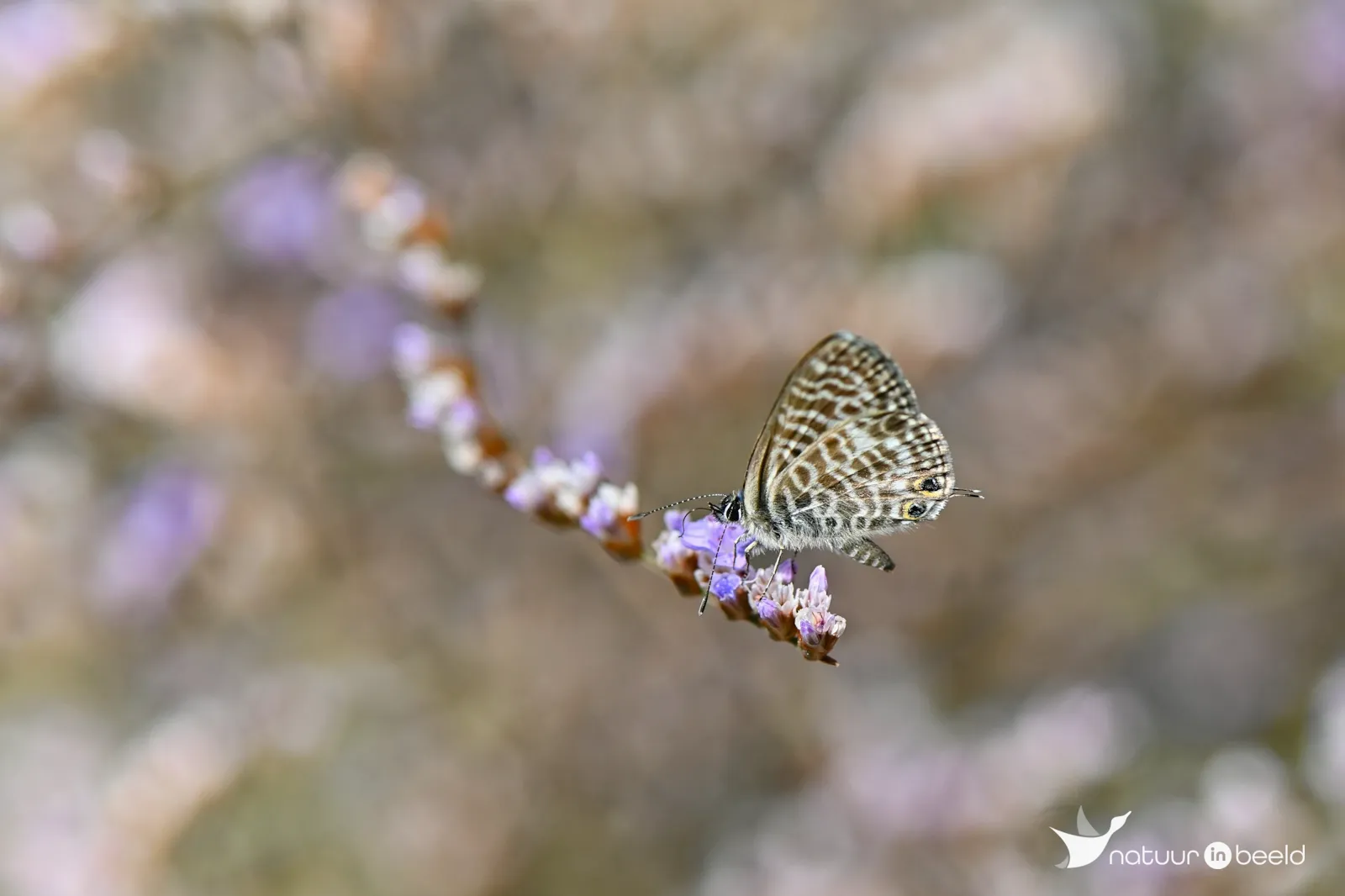 Vlinder — natuurfoto van Yvonne van der Meij