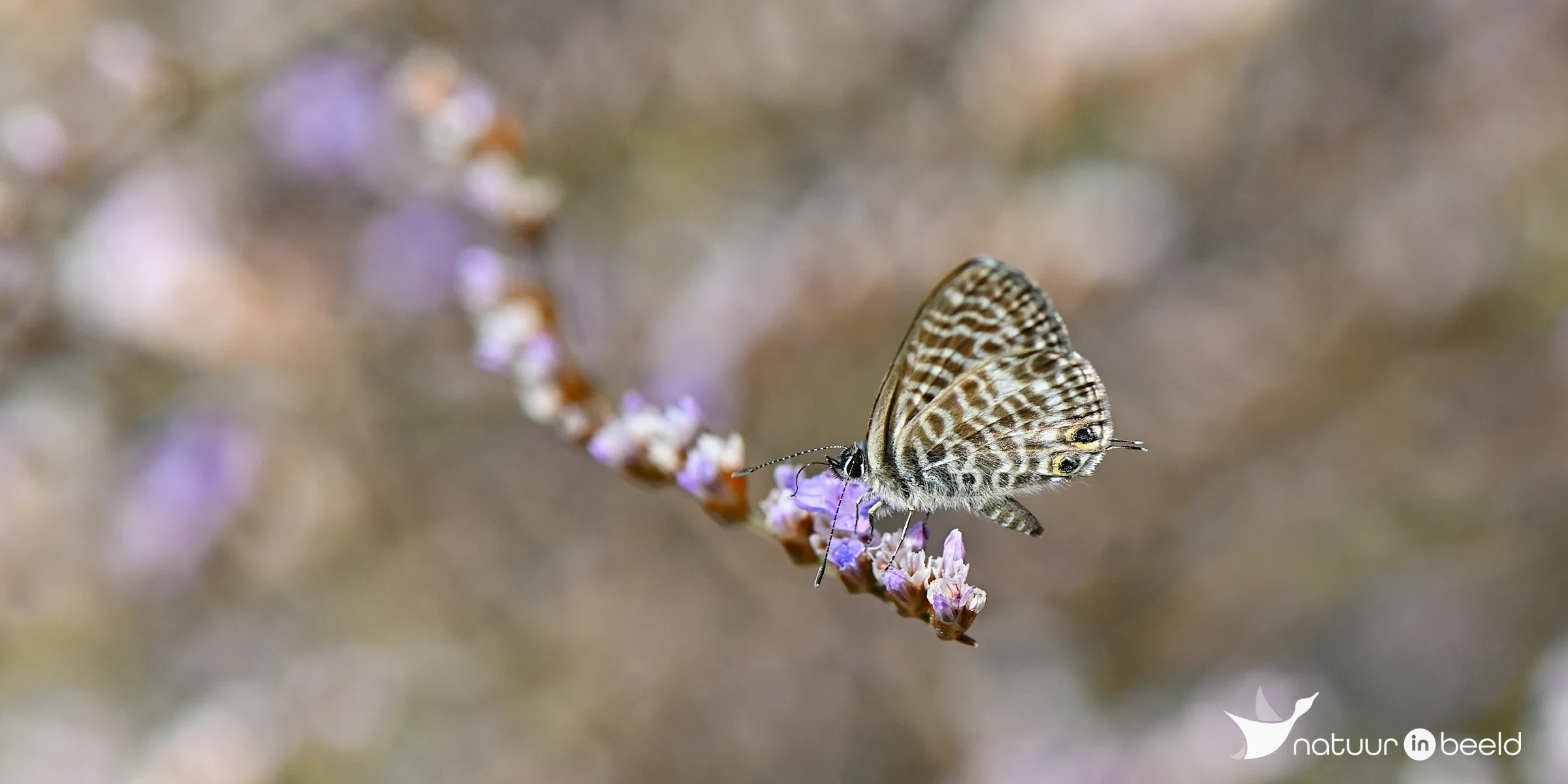 Vlinder — natuurfoto van Yvonne van der Meij