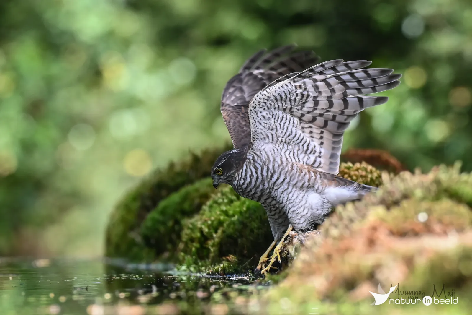 Sperwer — natuurfoto van Yvonne van der Meij