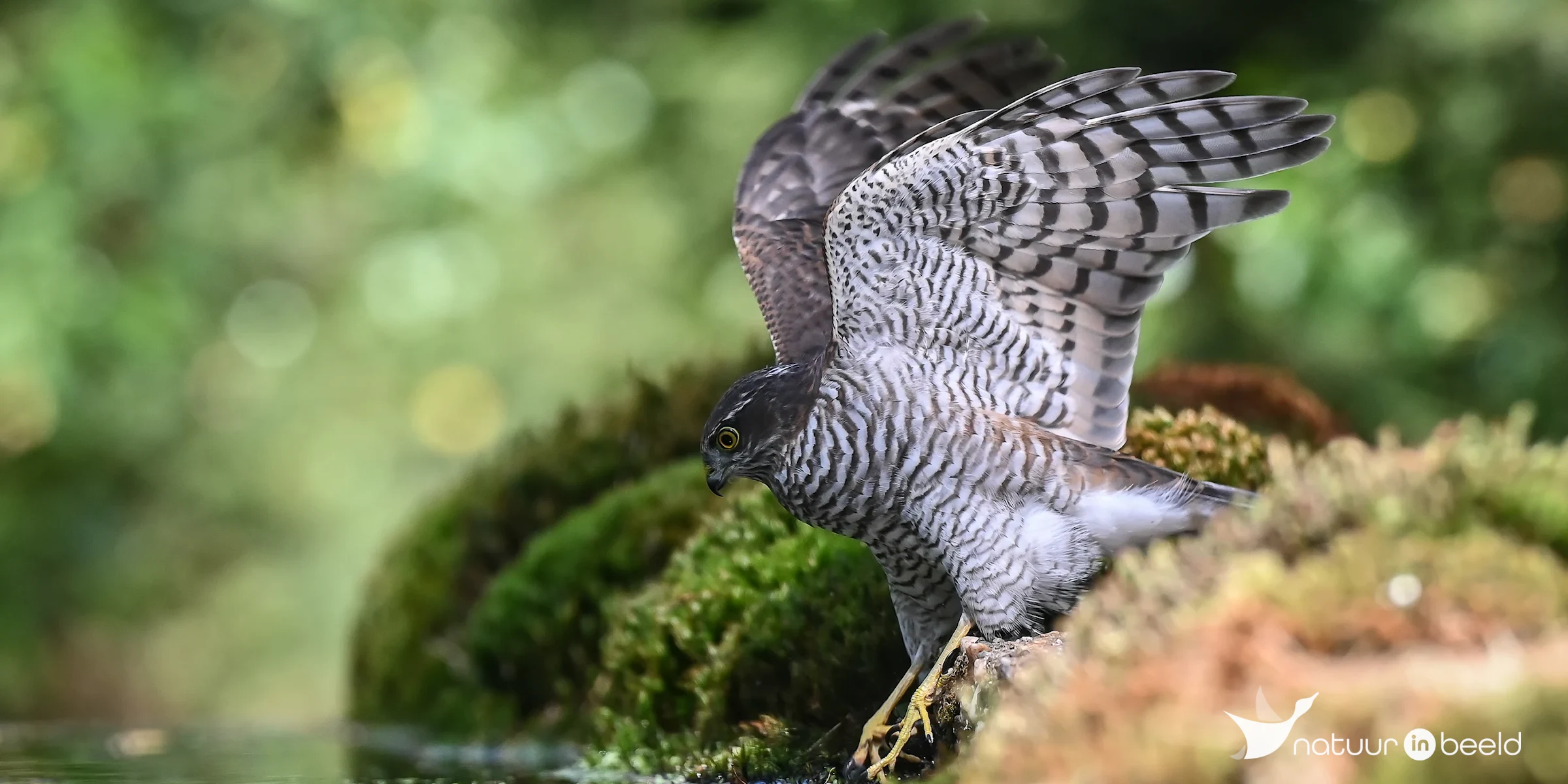 Sperwer — natuurfoto van Yvonne van der Meij