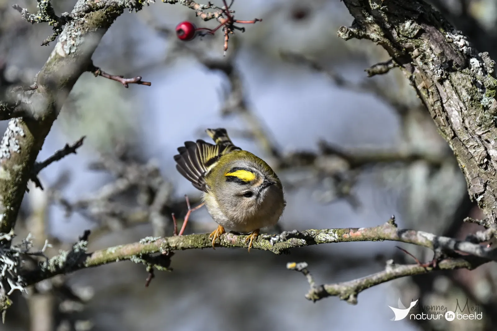 Goudhaan — natuurfoto van Yvonne van der Meij