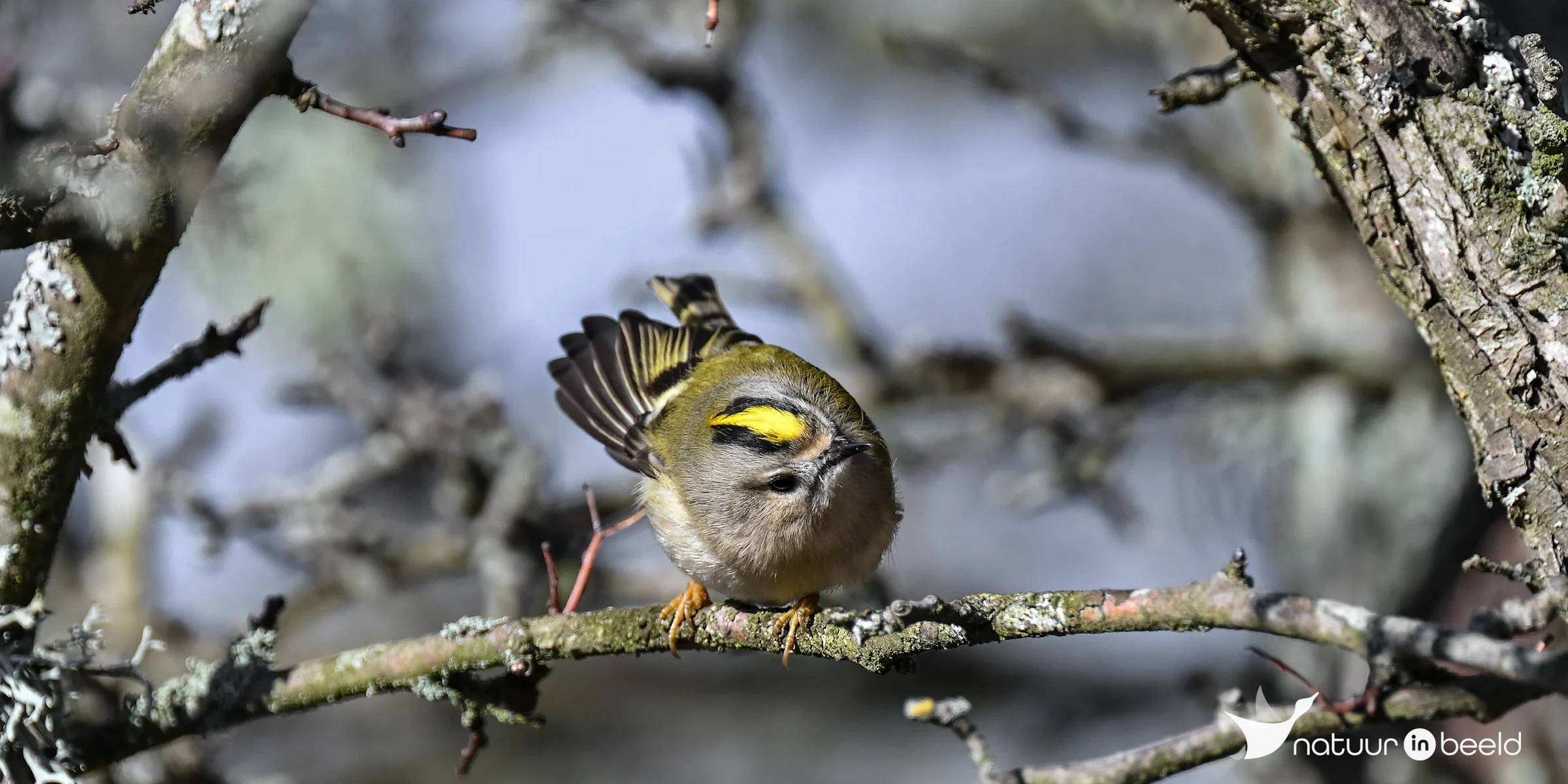 Goudhaan — natuurfoto van Yvonne van der Meij