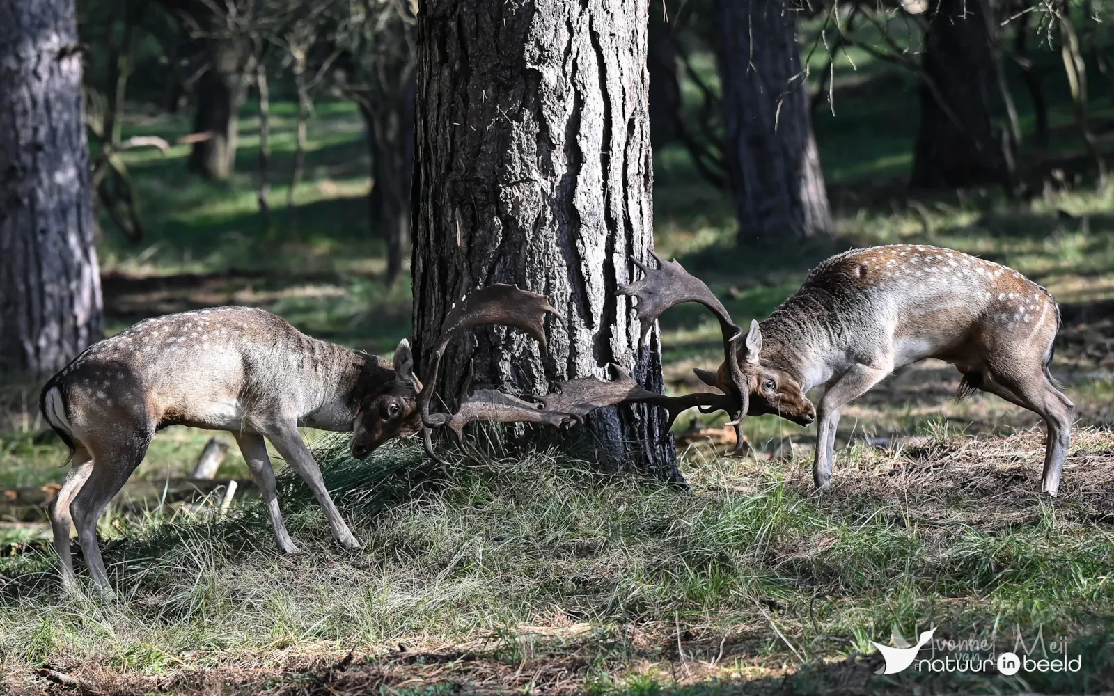 Damhertenbronst — natuurfoto van Yvonne van der Meij