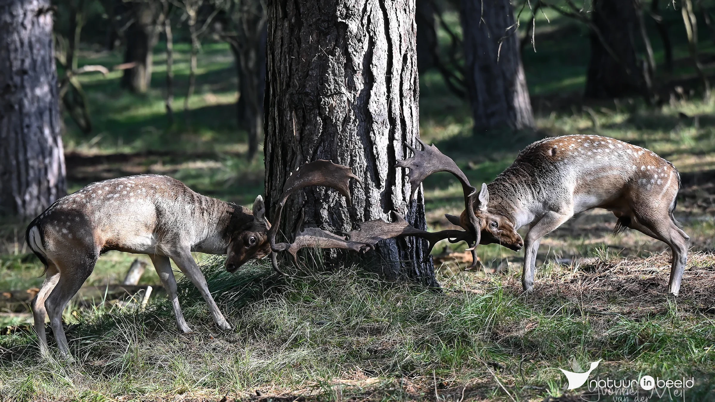 Damhertenbronst — natuurfoto van Yvonne van der Meij