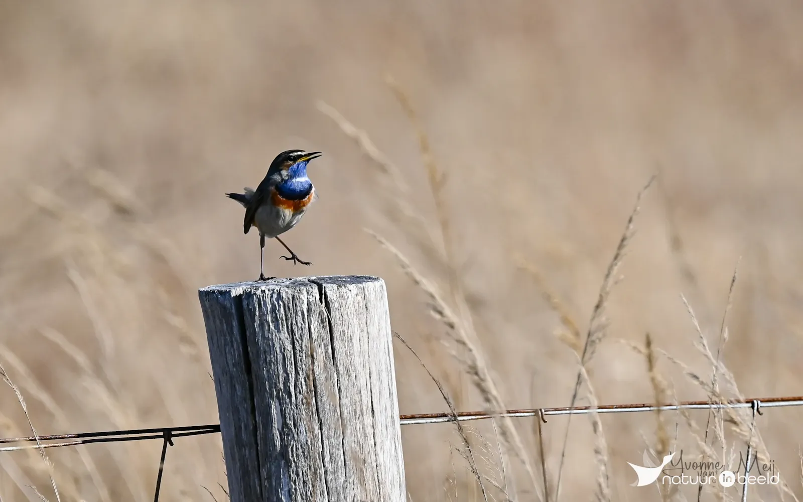 Blauwborst — natuurfoto van Yvonne van der Meij