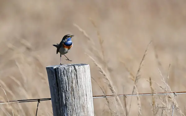 Blauwborst