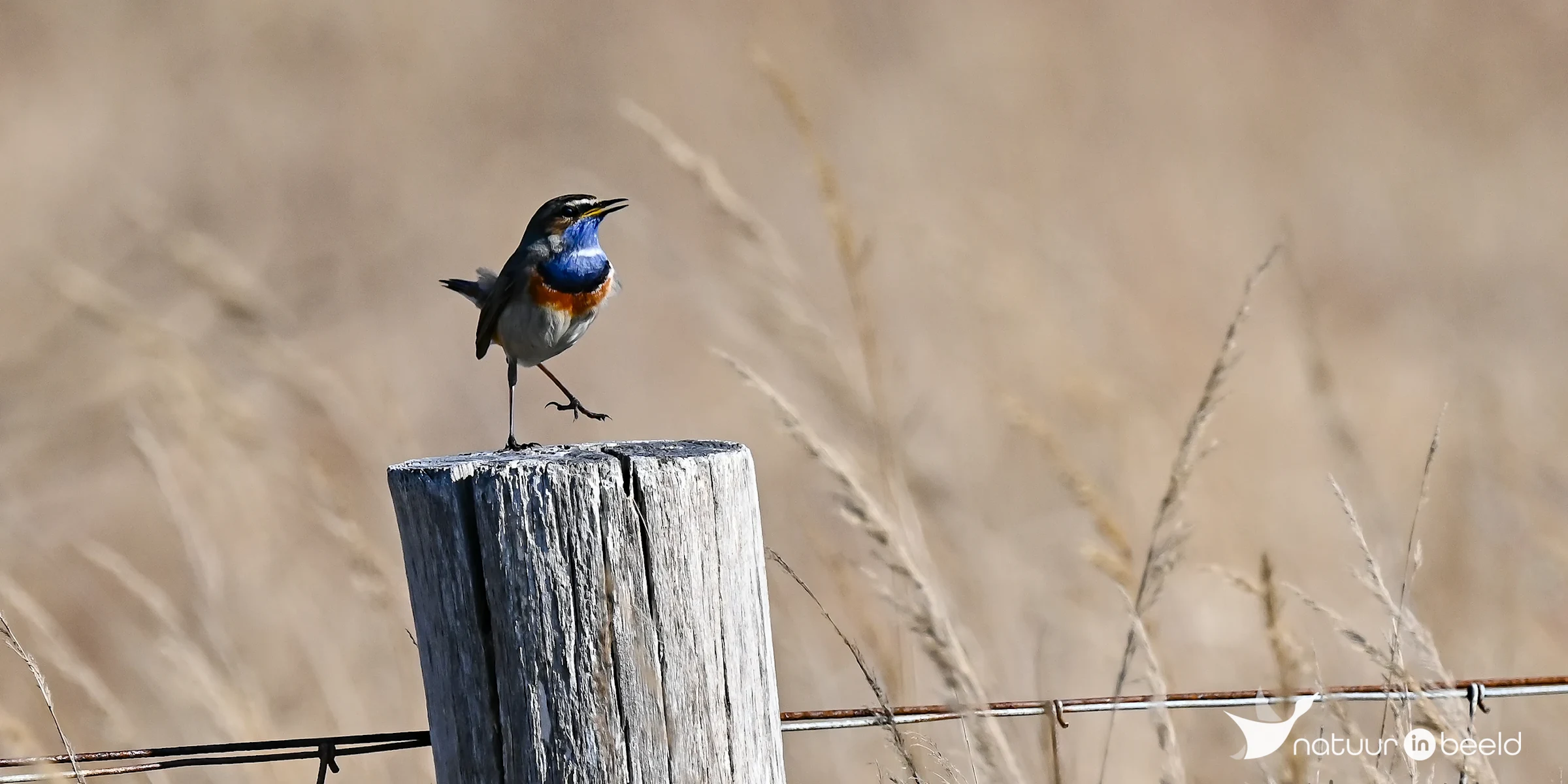 Blauwborst — natuurfoto van Yvonne van der Meij
