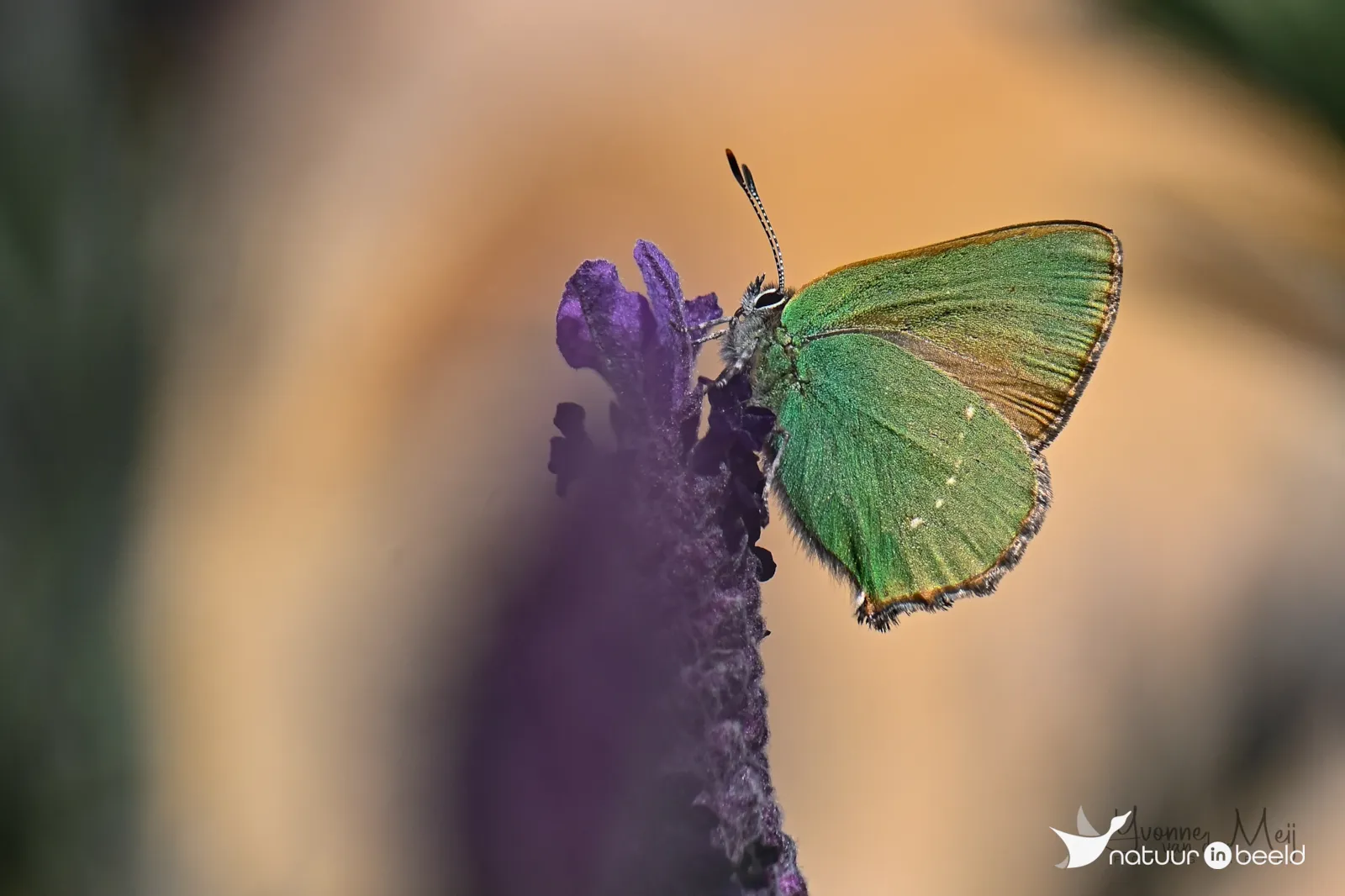Groentje — natuurfoto van Yvonne van der Meij