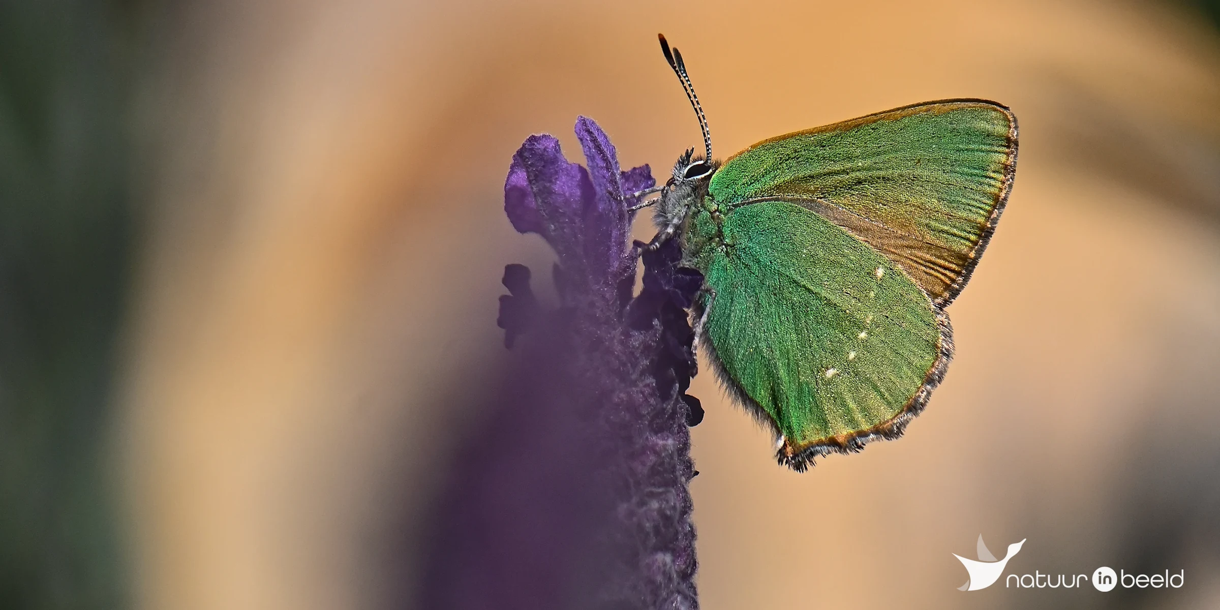 Groentje — natuurfoto van Yvonne van der Meij
