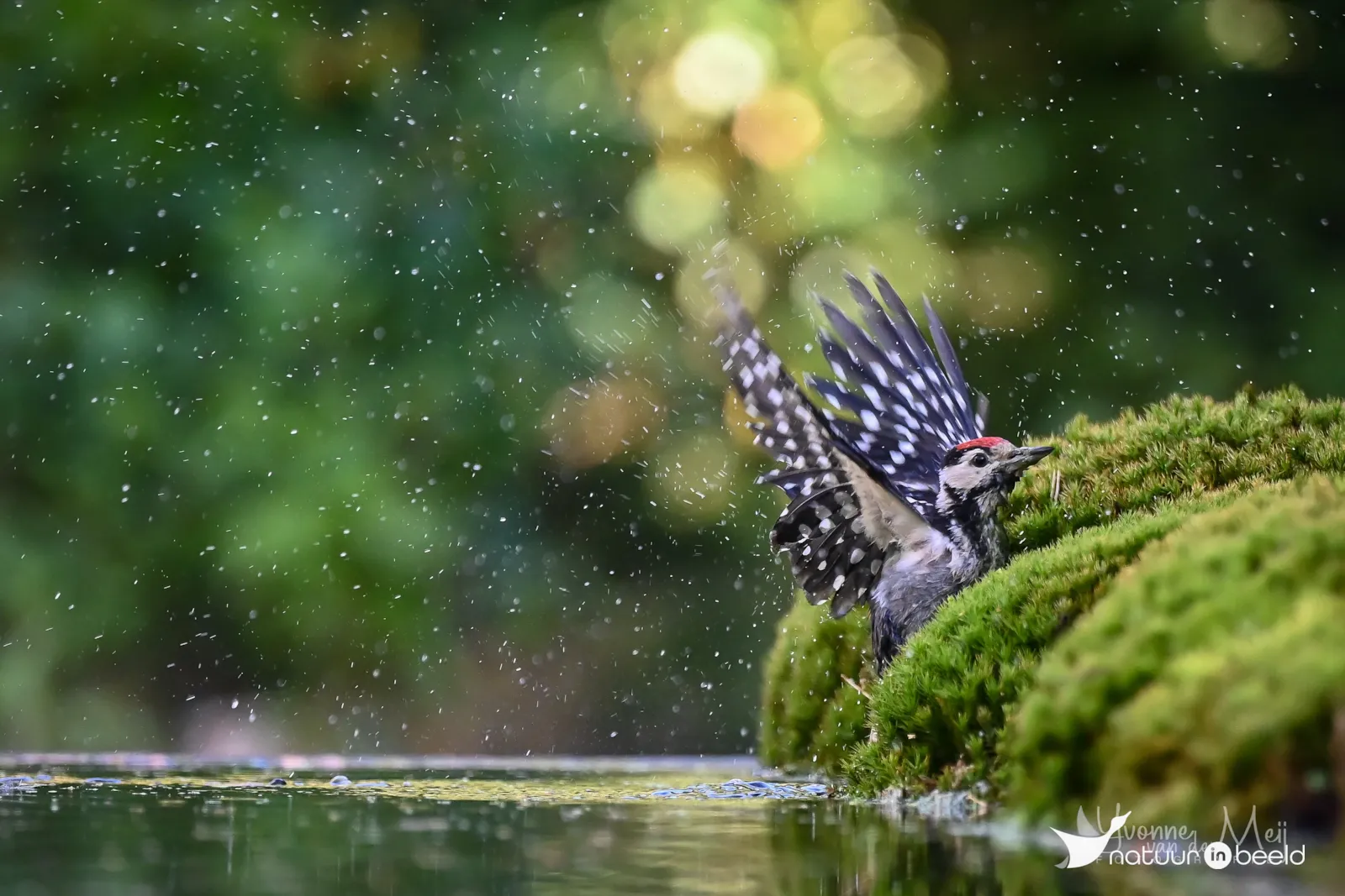 Grote bonte specht — natuurfoto van Yvonne van der Meij