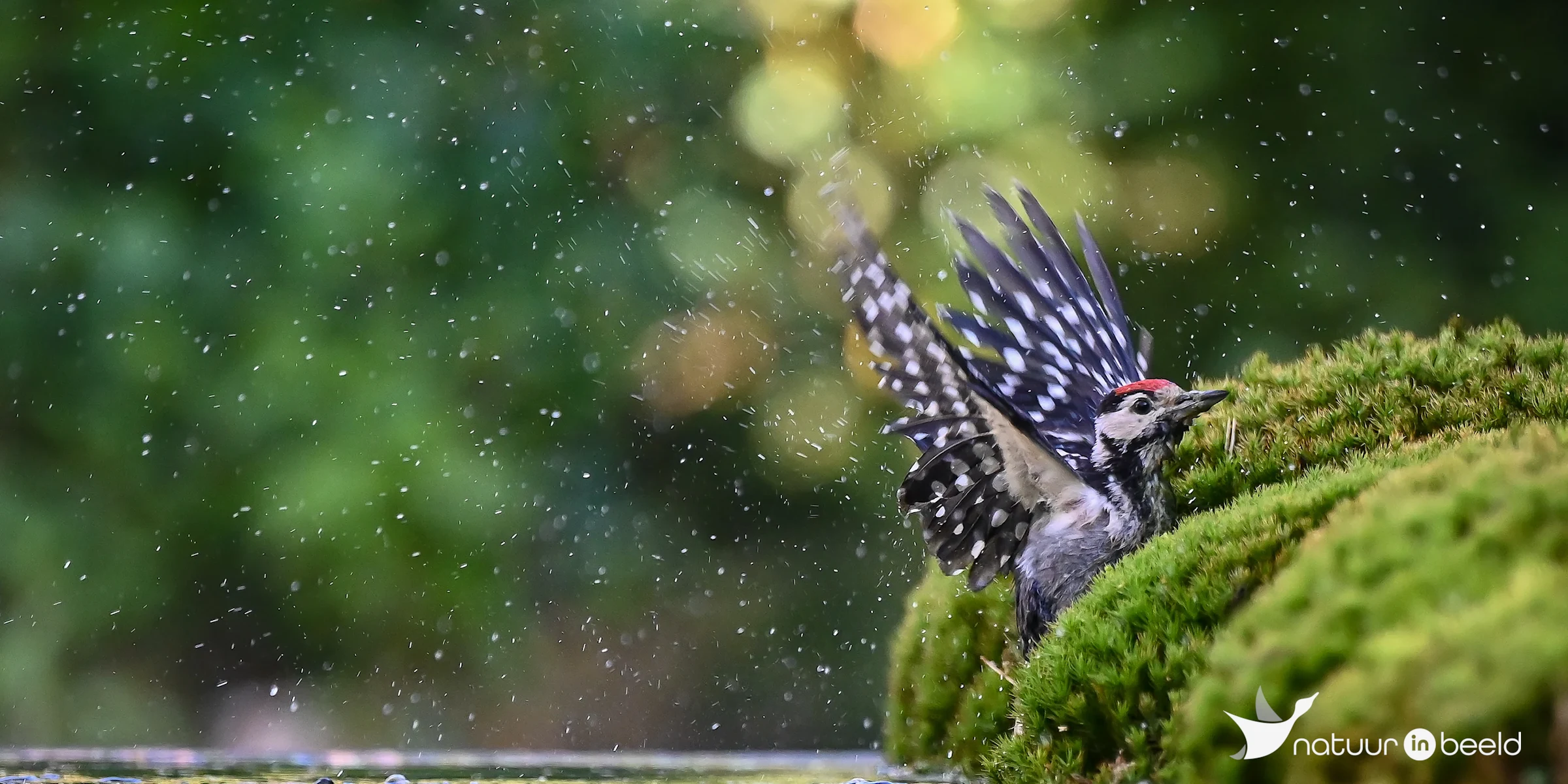 Grote bonte specht — natuurfoto van Yvonne van der Meij