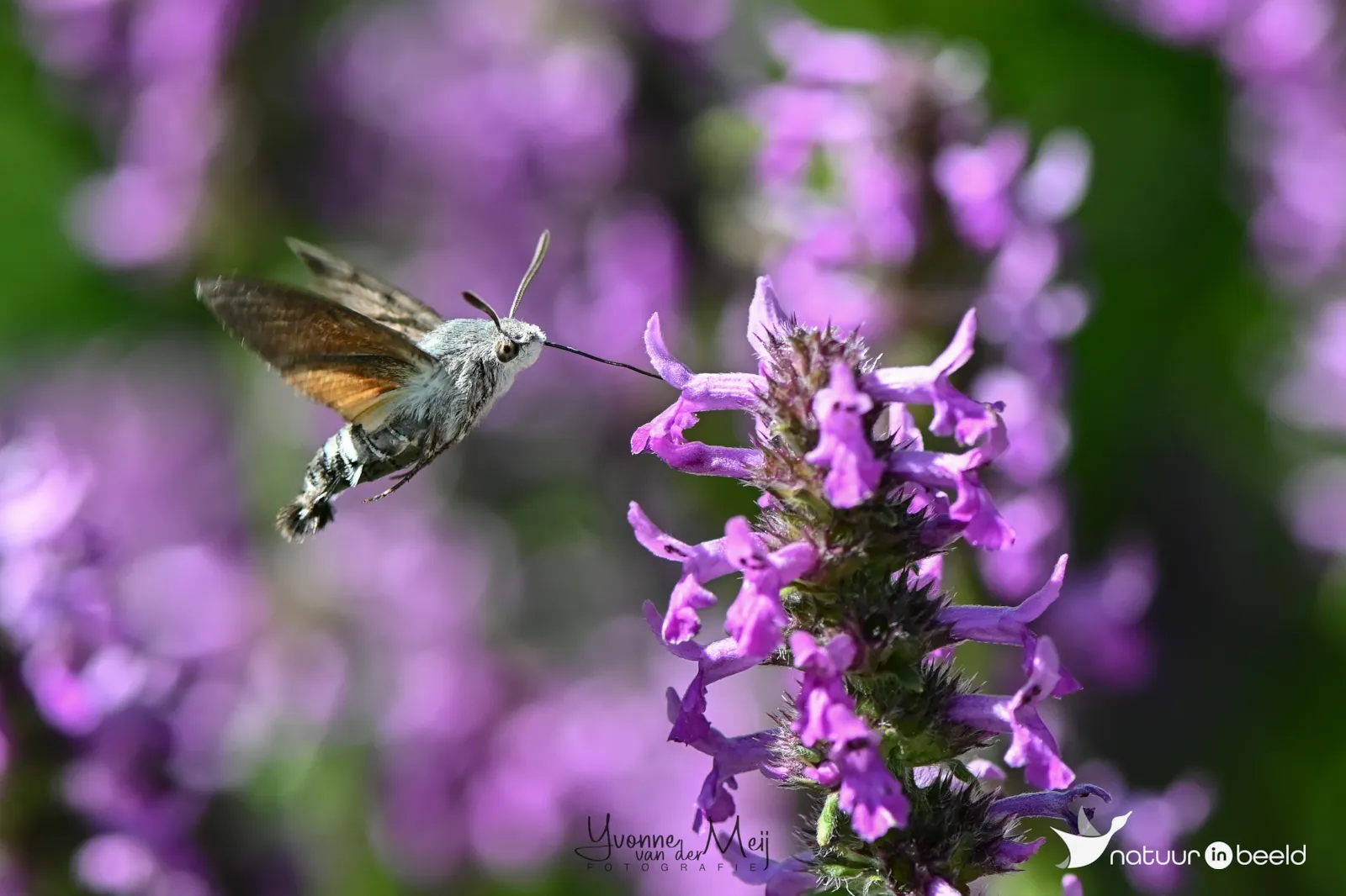Kolibrievlinder — natuurfoto van Yvonne van der Meij