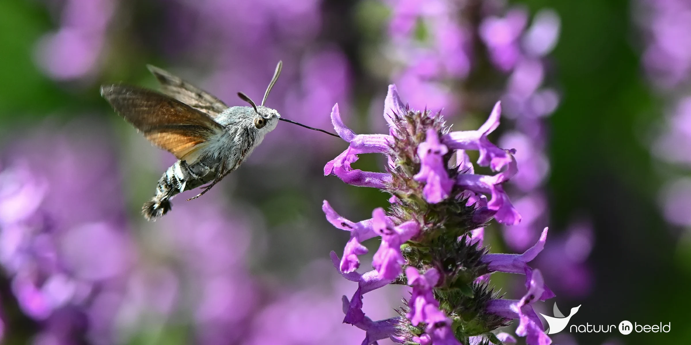 Kolibrievlinder — natuurfoto van Yvonne van der Meij
