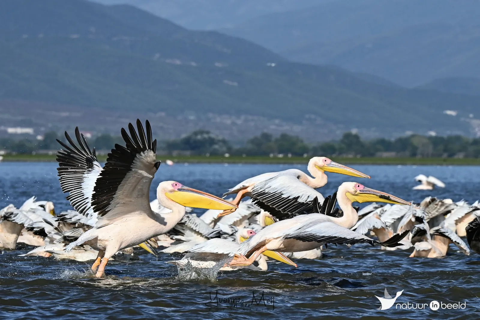 Roze pelikaan — natuurfoto van Yvonne van der Meij