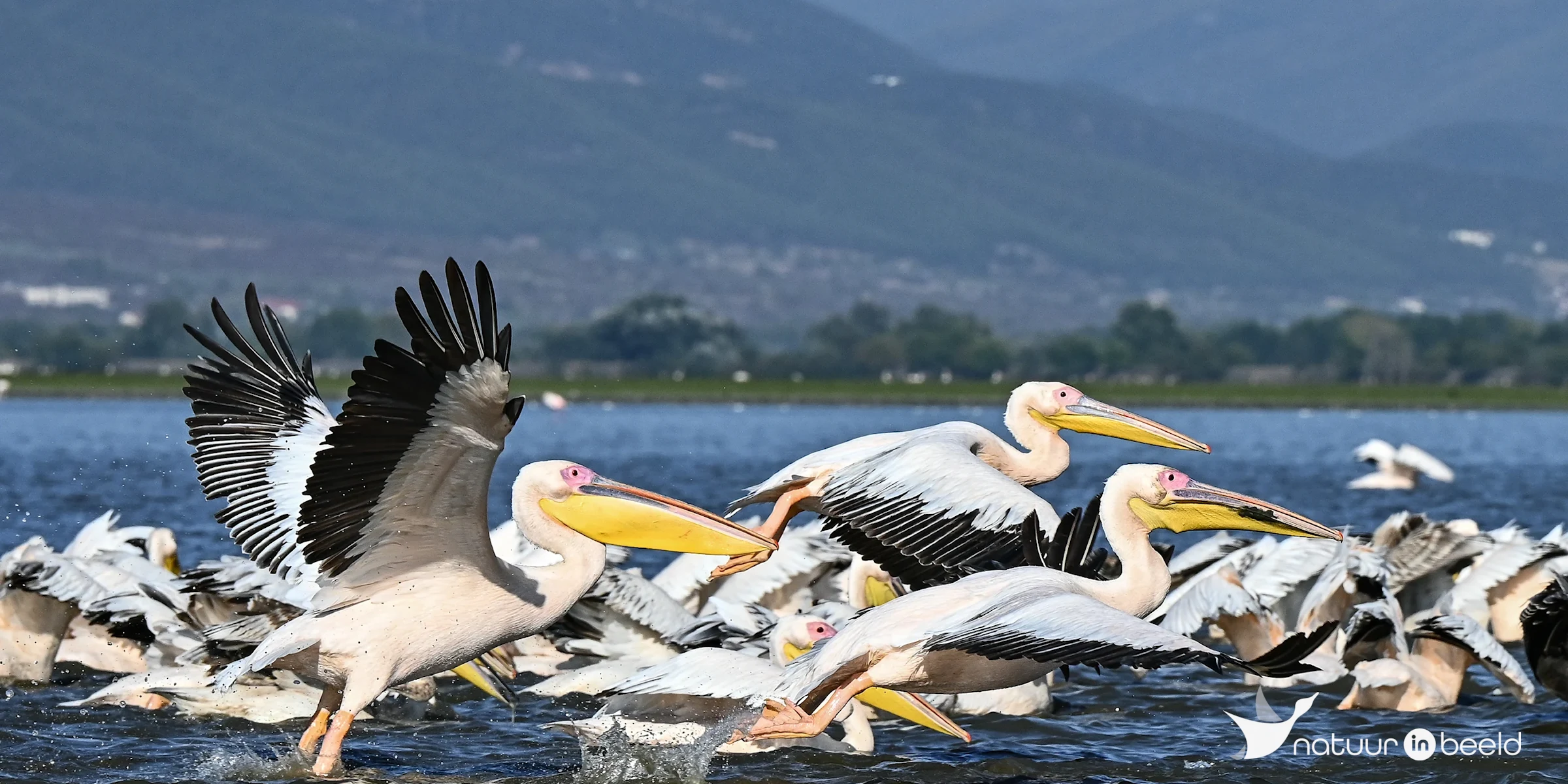 Roze pelikaan — natuurfoto van Yvonne van der Meij