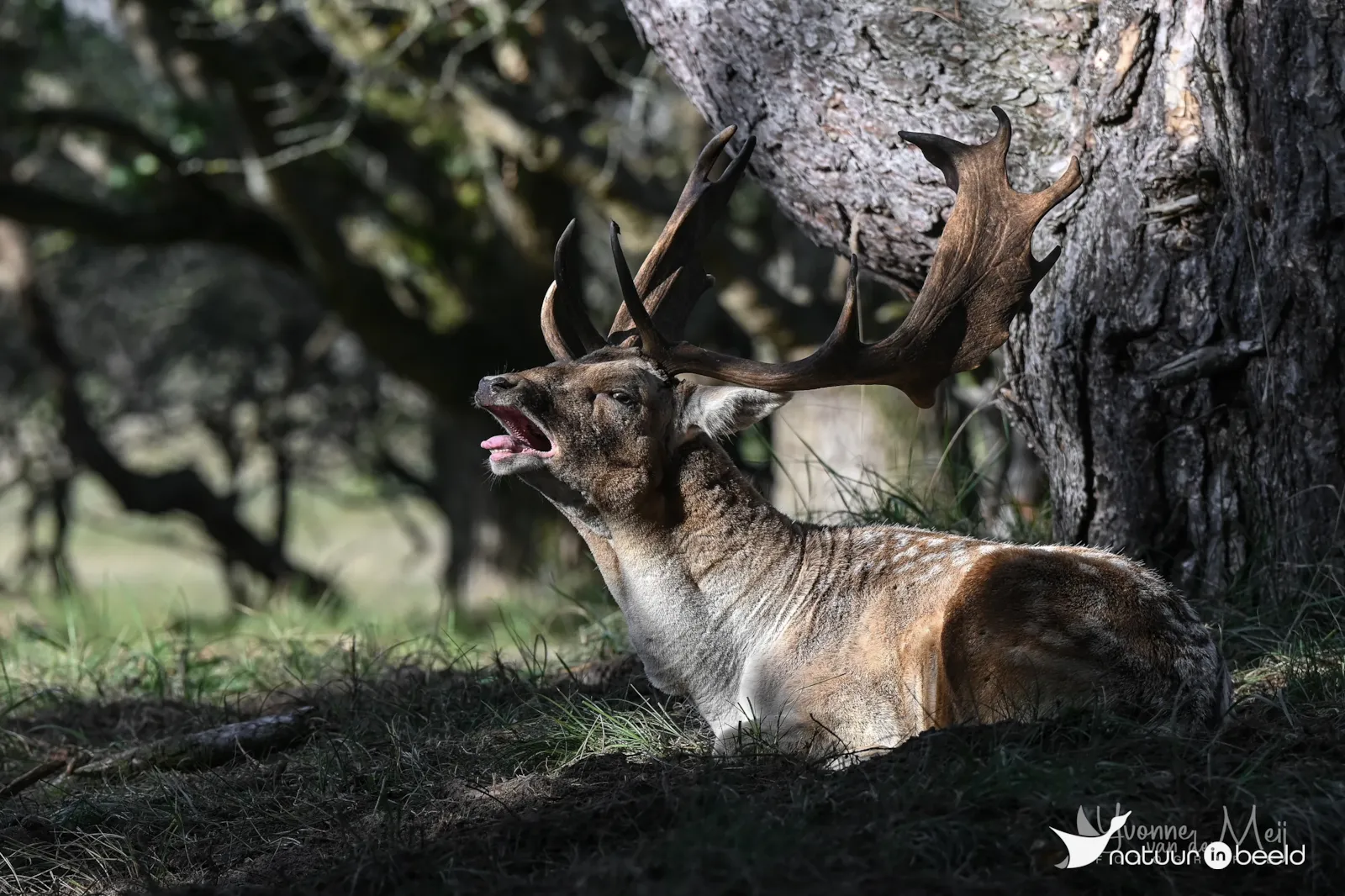 Damhert — natuurfoto van Yvonne van der Meij