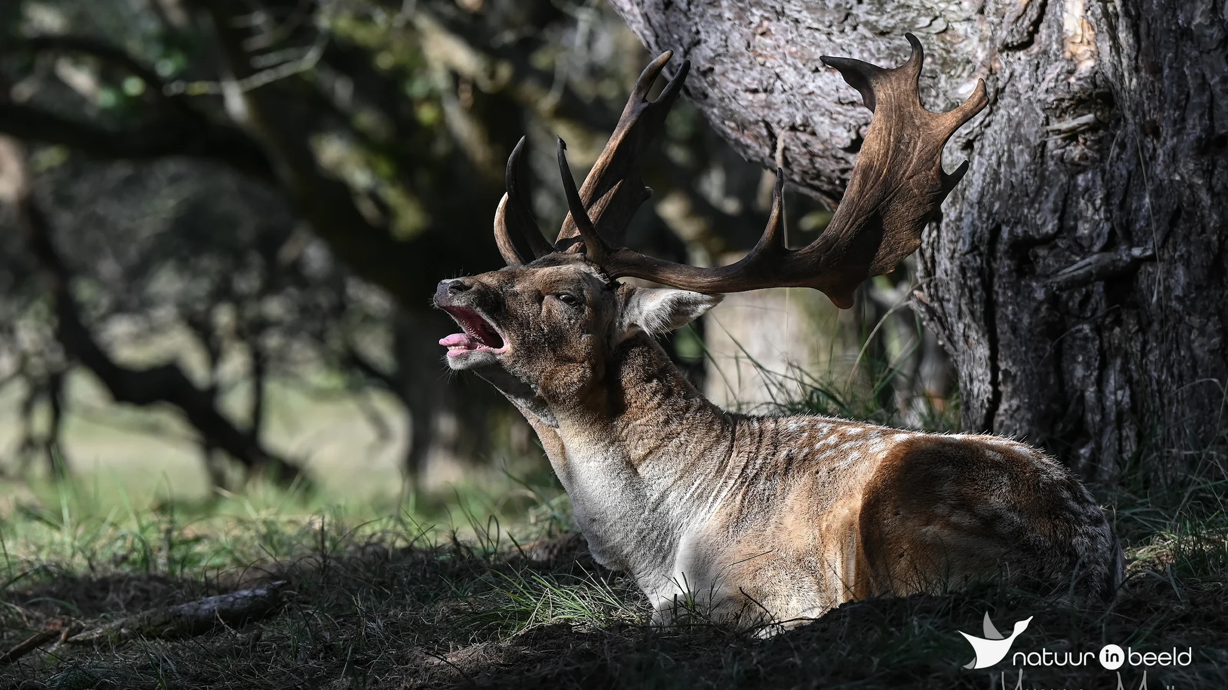 Damhert — natuurfoto van Yvonne van der Meij