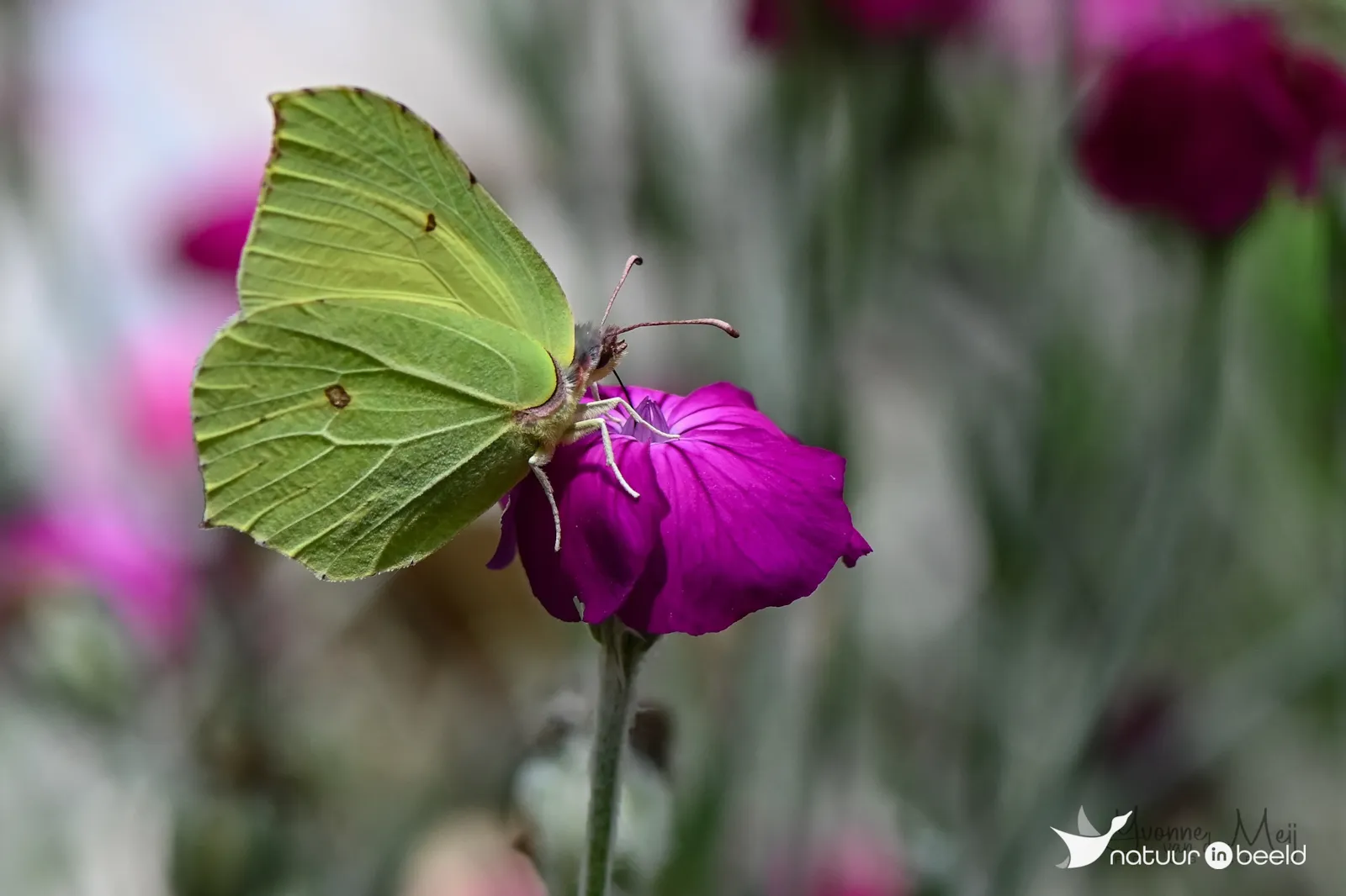 Citroenvlinder — natuurfoto van Yvonne van der Meij