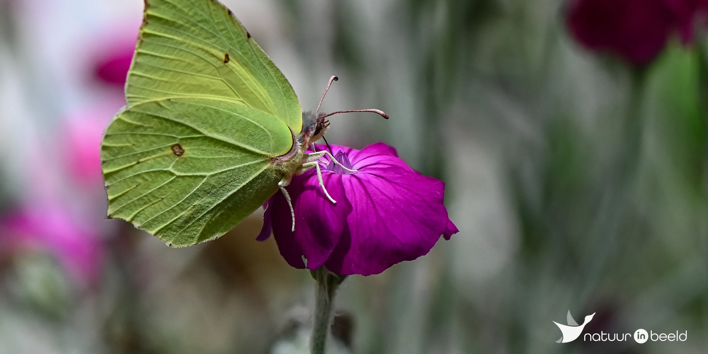 Citroenvlinder — natuurfoto van Yvonne van der Meij