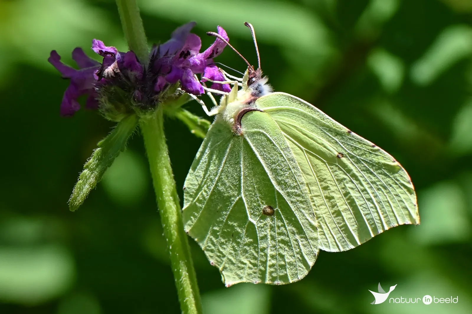 Citroenvlinder — natuurfoto van Yvonne van der Meij