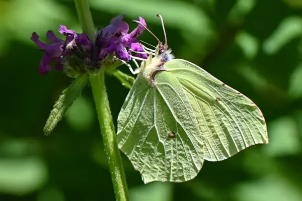 Citroenvlinder
