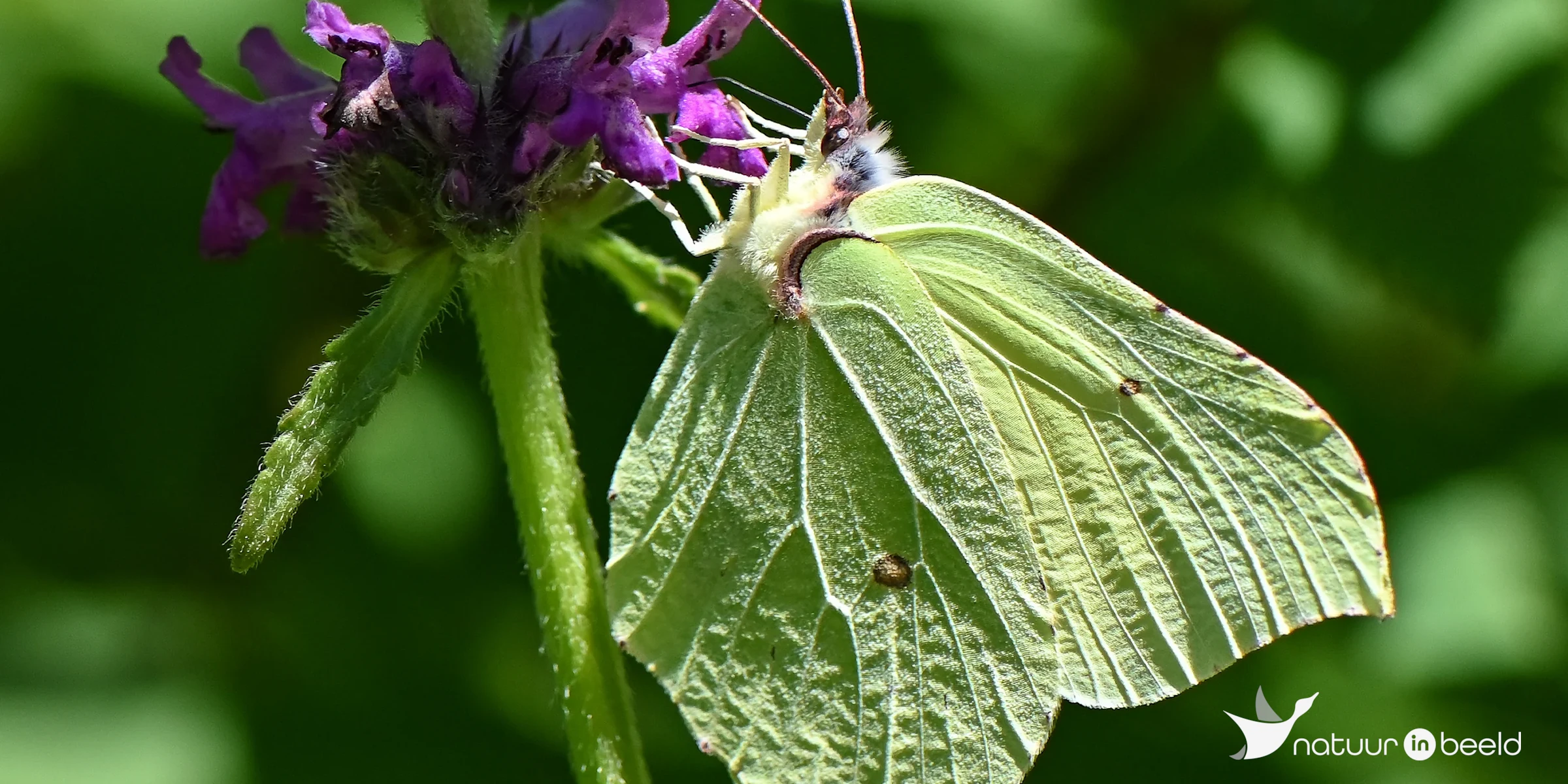 Citroenvlinder — natuurfoto van Yvonne van der Meij